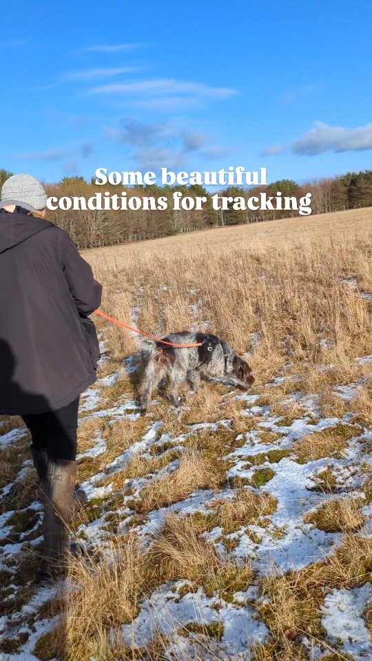 Really lovely and thoughtful tracking session today. Lots of questions and discussions. Turned out to be such good conditions and a lovely warm sun to counter the snow.
#tracking #scentsports #dogsports #dogtraining #dogsarelife