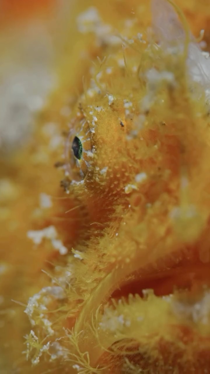 Everyone is beautiful in their own way 🍑
Captured this orange hairy frog fish with @lahadivepacker
#frogfish #hairy #diving #muck