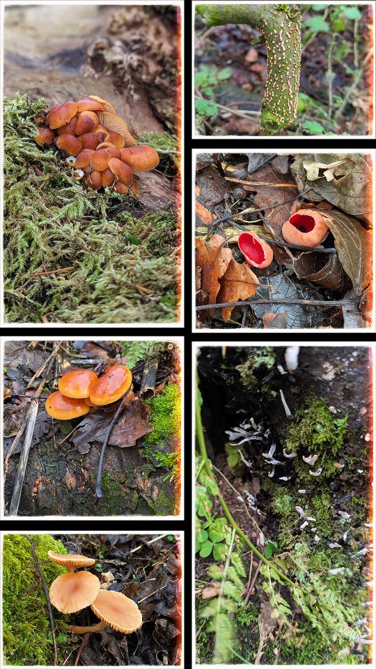 There was so much to see in the woods today. My favourite are the little elf cups because I hardly ever see them.
It's an amazing world when you pay attention to the details around us isn't it? š