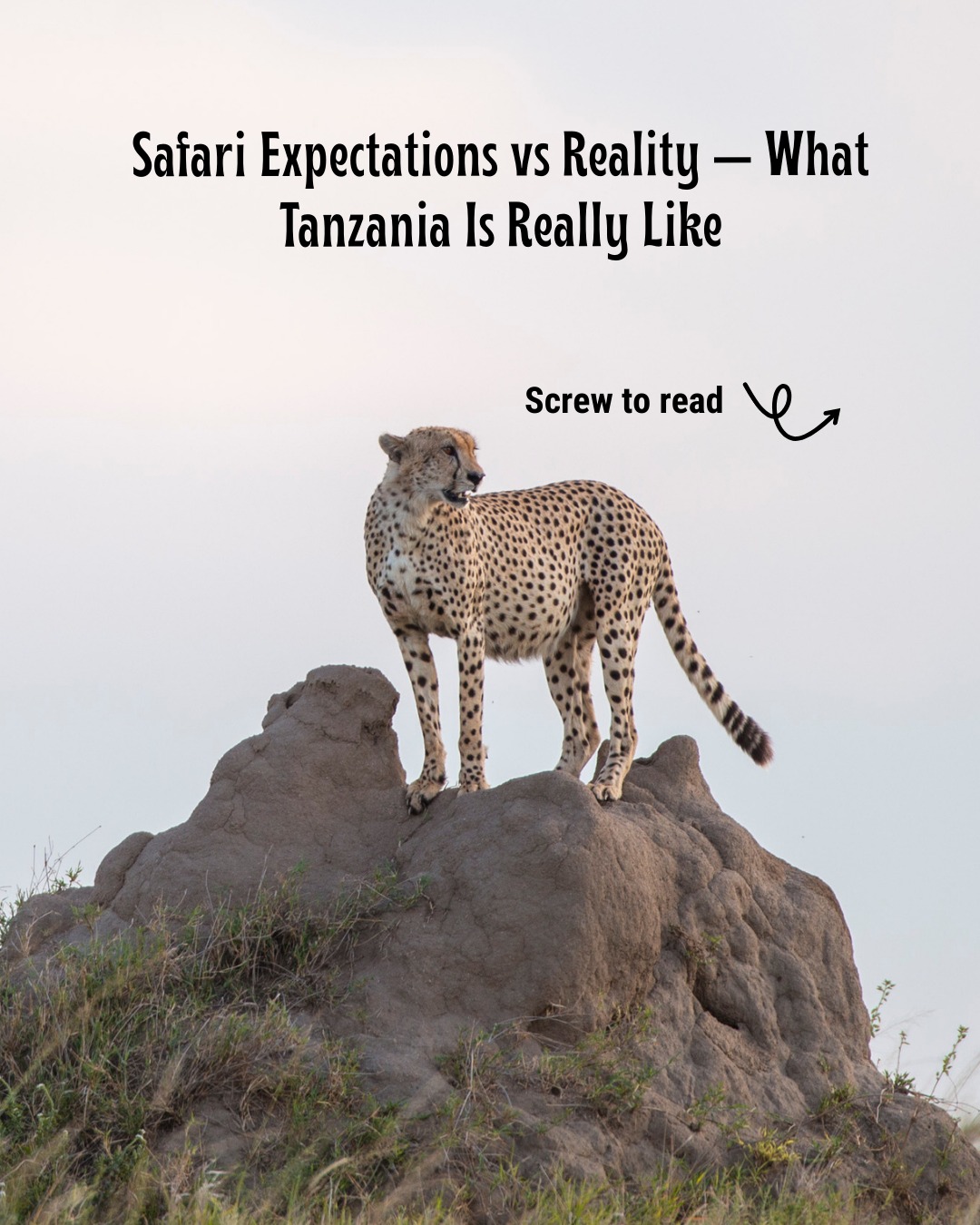 SAFARI EXPECTATIONS VS REALITY 🐘🌍
What traveling in Tanzania is really like.
A safari isn’t a movie scene or an Instagram reel on repeat.
It’s real nature — unscripted, unpredictable, and deeply rewarding.
✨ You won’t see animals on command
✨ Some moments require patience and silence
✨ Luxury feels different — closer to nature, not city life
✨ Midday can be slow… and that’s part of the magic
✨ Your guide matters more than your checklist
And here’s the truth most people don’t tell you 👇
When expectations meet reality, the experience becomes unforgettable.
At Gnade Safaris, we don’t oversell safaris.
We design them honestly — with the right parks, the right seasons, and expert local guides who understand nature’s rhythm.
Because the best safaris aren’t perfect.
They’re real.
📩 Plan your Tanzania safari the right way
📧 Email: info@gnadesafaris.com
📲 WhatsApp: +255 793 832 959
🌐 Website: www.gnadesafaris.com
#safarireality #tanzaniasafari #serengetisafari #africansafari #SafariPlanning #traveltruth #gnadesafaris #safariexperience #beyondinstagram
