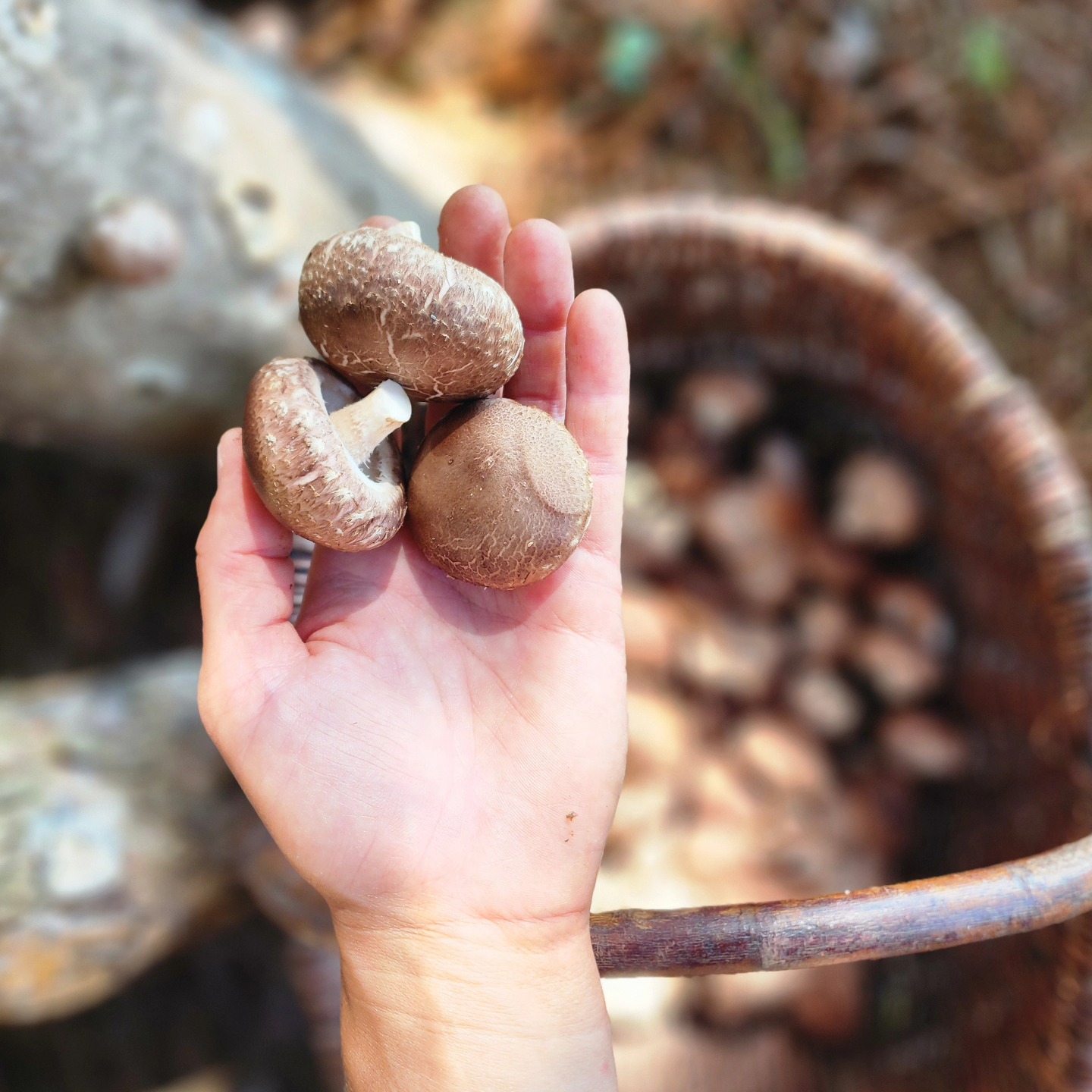 We're going to have our first big harvest of homegrown Shiitake mushrooms at the farm stand this weekend! All of the rain we got a few days ago must have jumpstarted the mushroom logs, and now they're CRANKING. Get the full list of what we'll be harvesting for the Saturday farm stand in our weekly Harvest Report newsletter. Link to subscribe is in our bio!