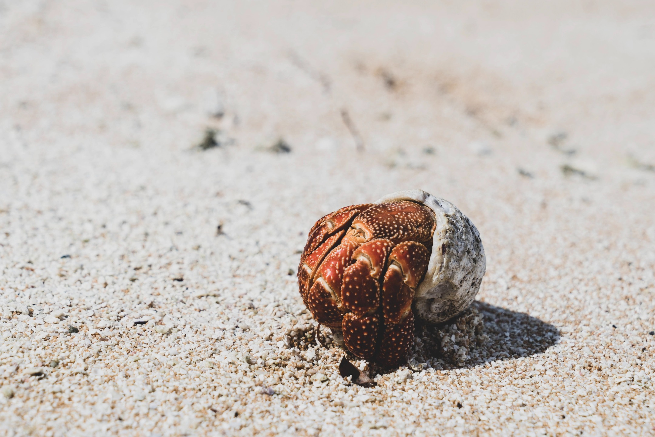Pequeño habitante de la arena, gran estrella de las playas de la Polinesia Francesa.
Silba… podría atreverse a salir de su concha 🐚
.
Small sandy resident, big star of French Polynesia’s beaches
Whistle… it might just come out of its shell 🐚
#MoemoeaTravel #FrenchPolynesia #PolinesiaFrancesa #BeachLife #WildEncounters #LoveTahiti