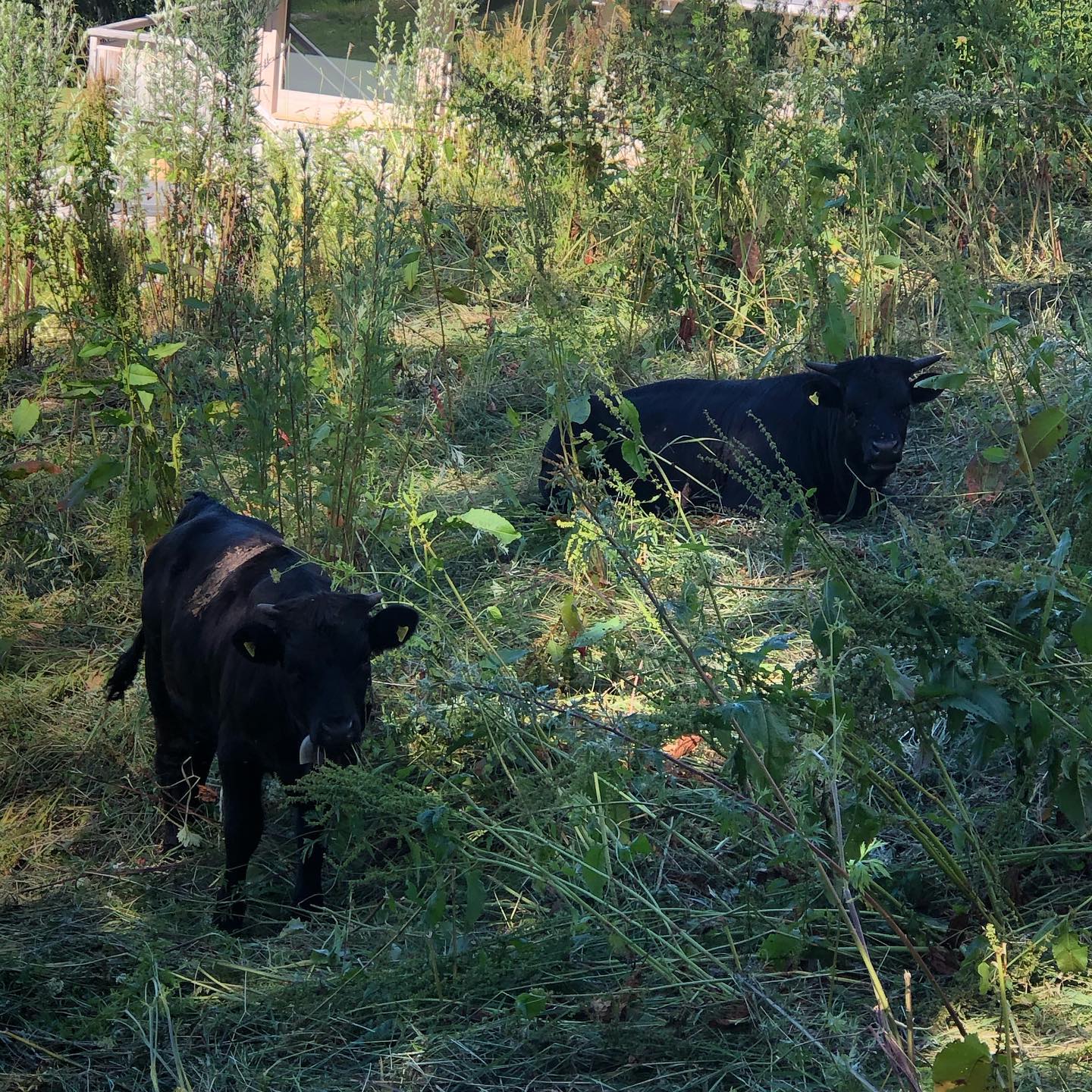 The guys did a great job this week eating the grass. #gardening #lawn #mountains #nendaz #lawnmower