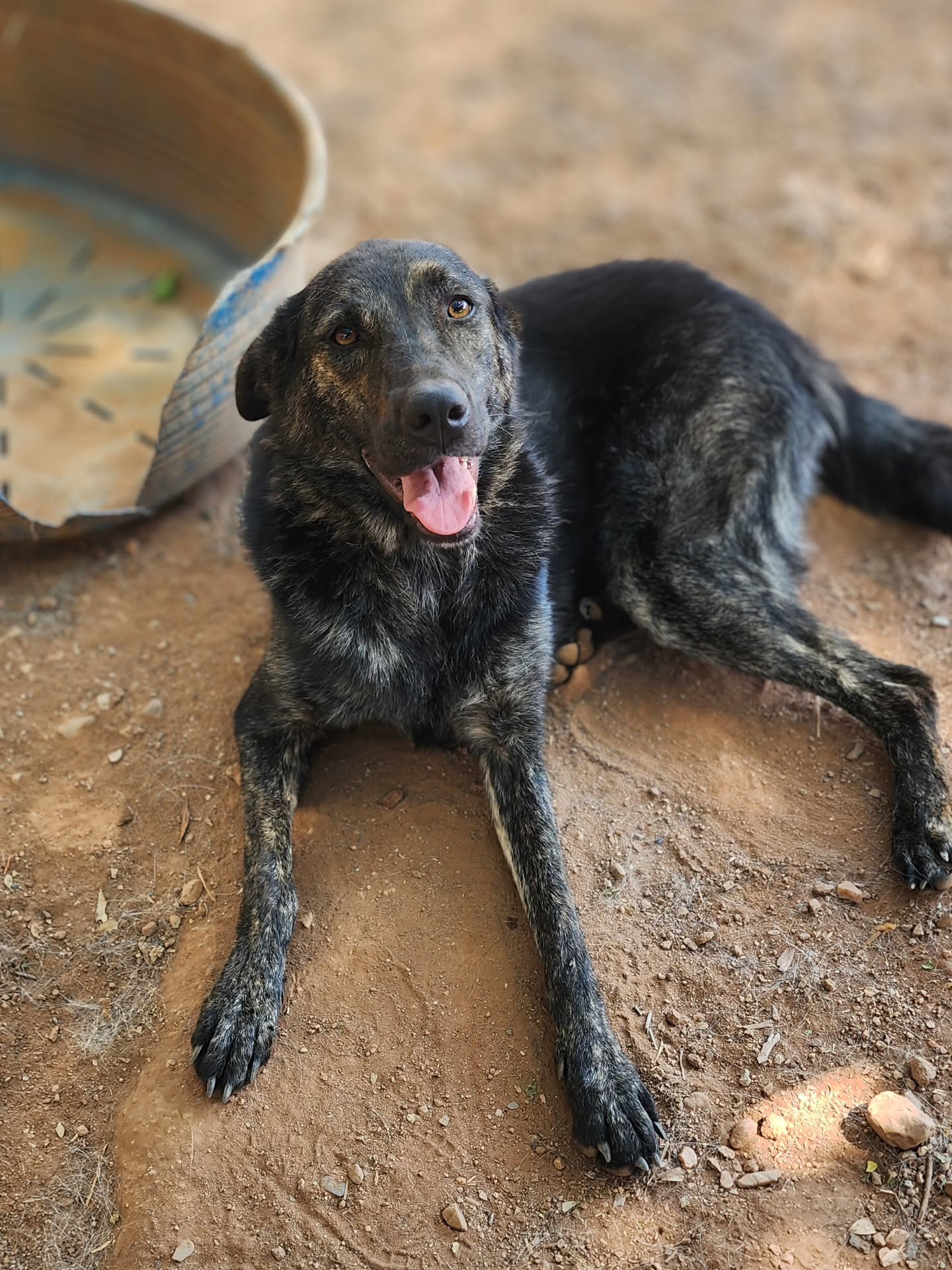 Ora is one of our longest waiting dogs. She has been with us since she was a puppy, and she is so ready for a home of her own!
Find out more about her on our website www.melezdogrescue.com/ora