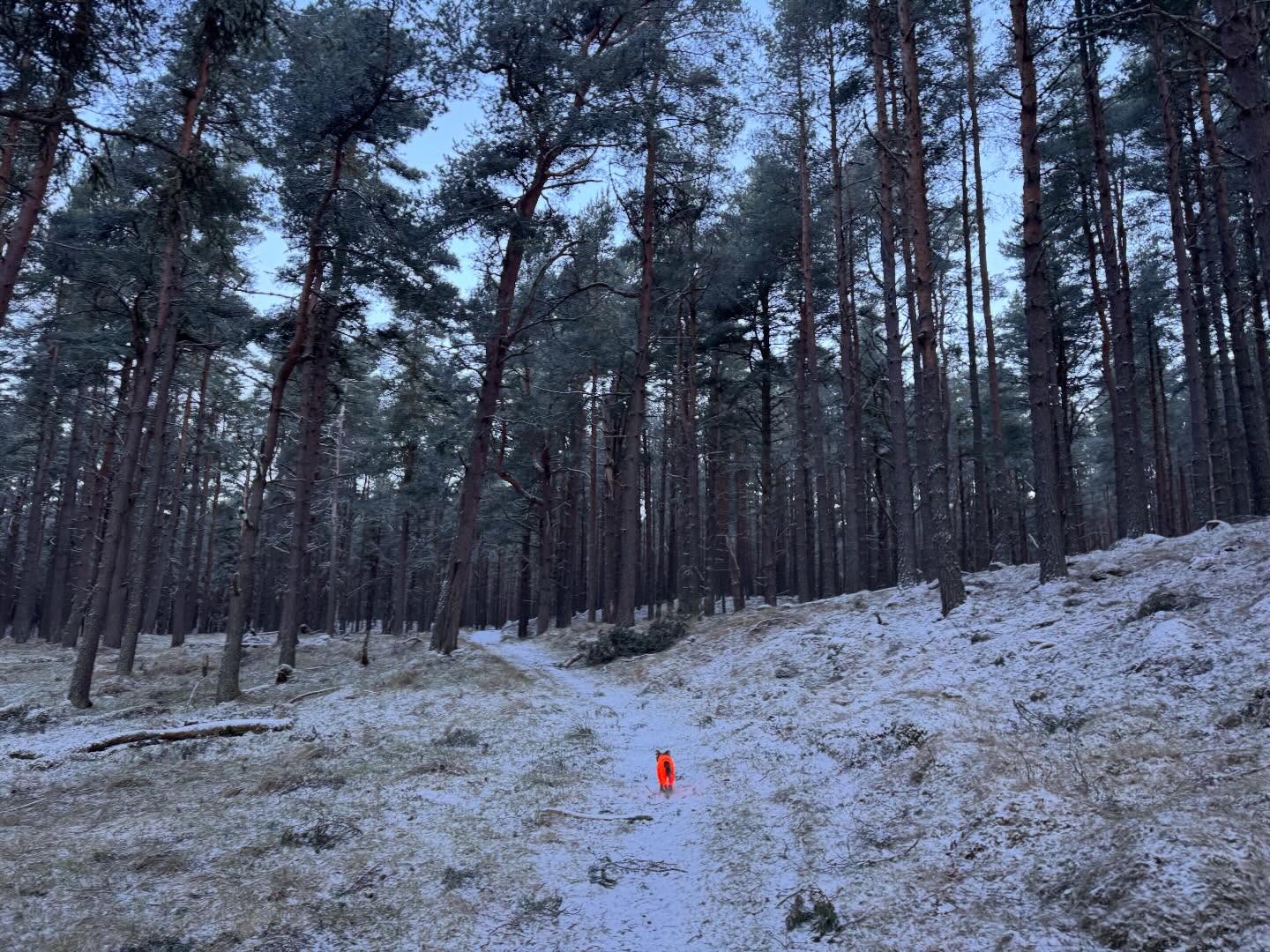Where frost kisses the forest floor and the world feels still… ✨❄️
So much magic in these quiet moments, so much gratitude for the freedom to roam, and so much love for the simple joy of following that bright little spark through the trees. 🧡🌲
Meme’s coat by @equafleece
@cairngormsnationalpark
#getoutside #scotland #happy #cairngorms