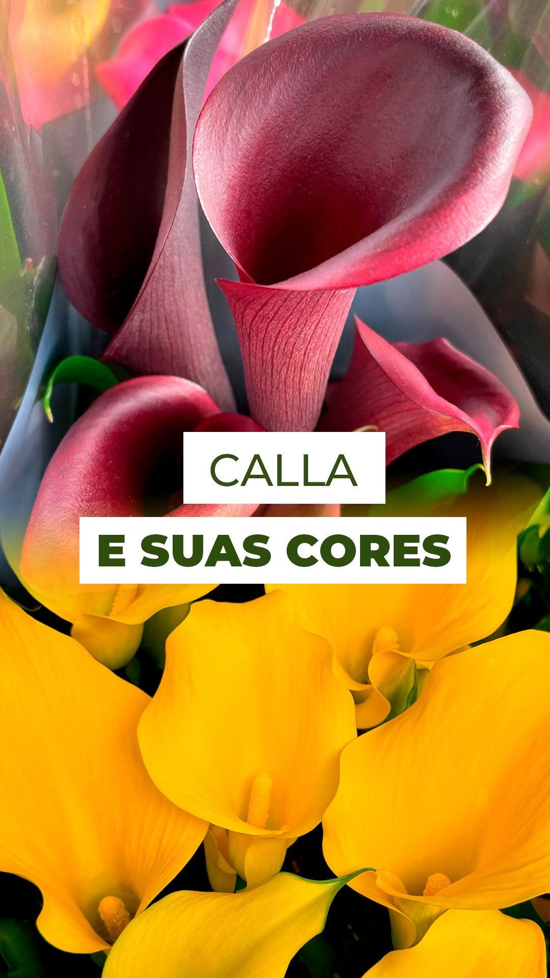Callas e suas cores! ✨
Amarela, rosa, vermelha, laranja, vinho e até na versão preta, todas cheias de personalidade e perfeitas para transformar qualquer ambiente!
E aí, qual dessas cores você escolheria para levar pra casa? 💛💗❤️🧡🍷🖤
#Calla #FloresDeVaso #Zantedeschia #Flores #CoresCalla