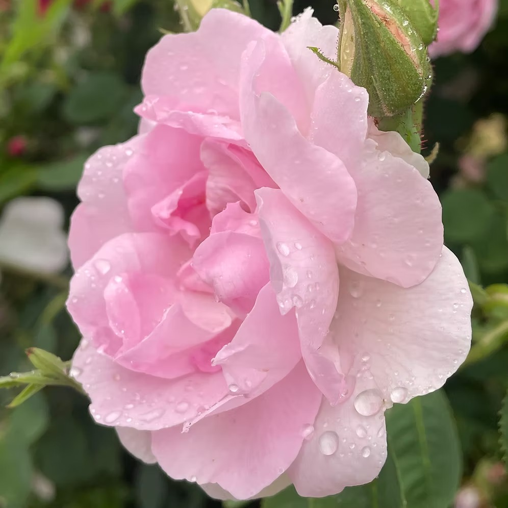 Celeste 🌟 A delicate rose of the softest pink carried on blue-grey foliage. A rose of unknown origin, but believed to have originally come from Minden in Germany. Makes up into an impressive bush, and the wealth of blooms in June is a sign to both behold and to smell. A delight. See third photo for the full size.
Height - 180cm x 120cm
Fragrance - none
Colour - Soft Pink
Bloom size - Medium
Flowering - summer flowering
Available to order from our website, link in bio.
#rose #gardeninspiration❤️ #gardening #gardeningtips