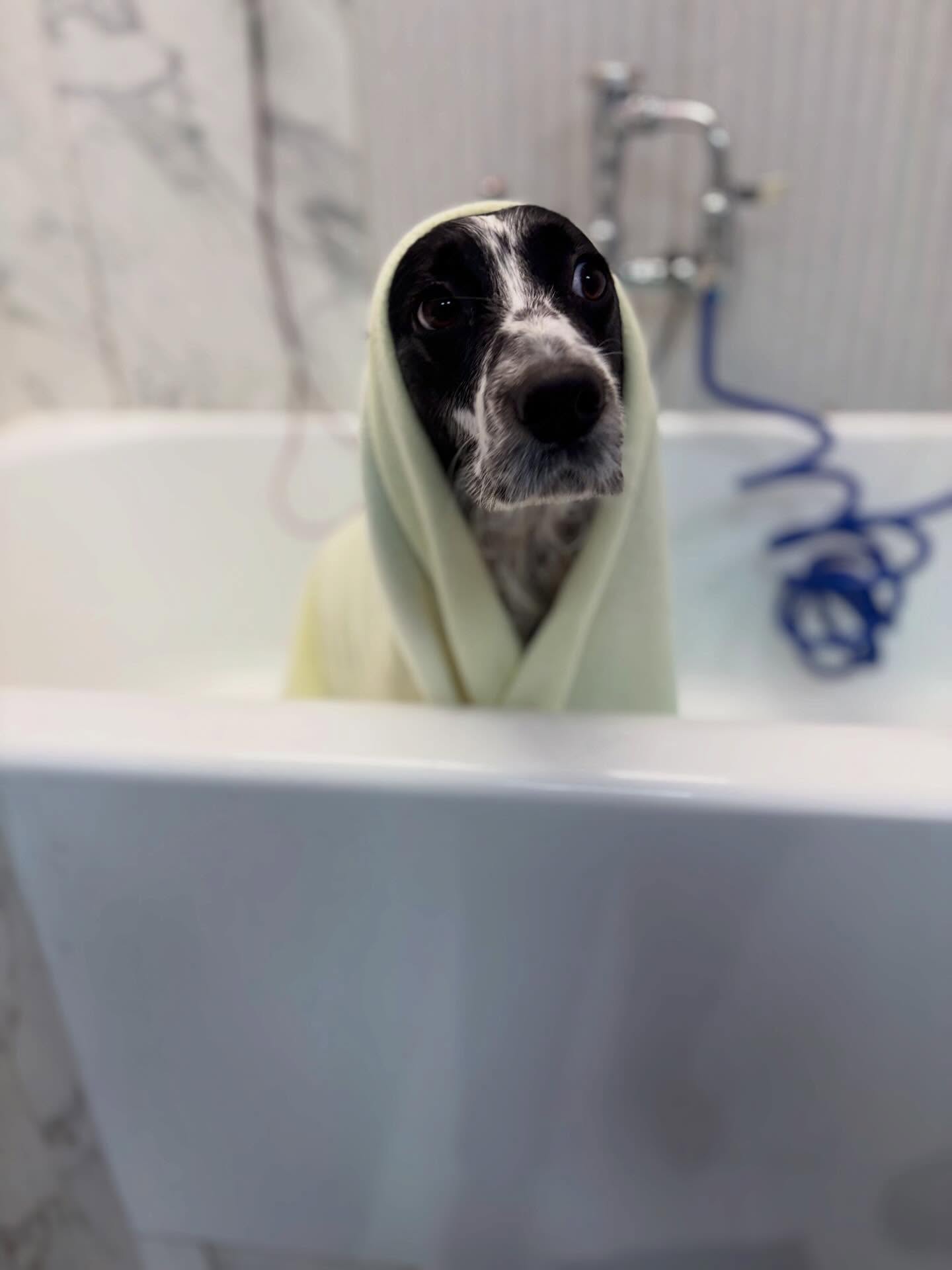 Bath time 🛁 🌸
#spaday #doggroom #dogbath #cockerlove #dogs