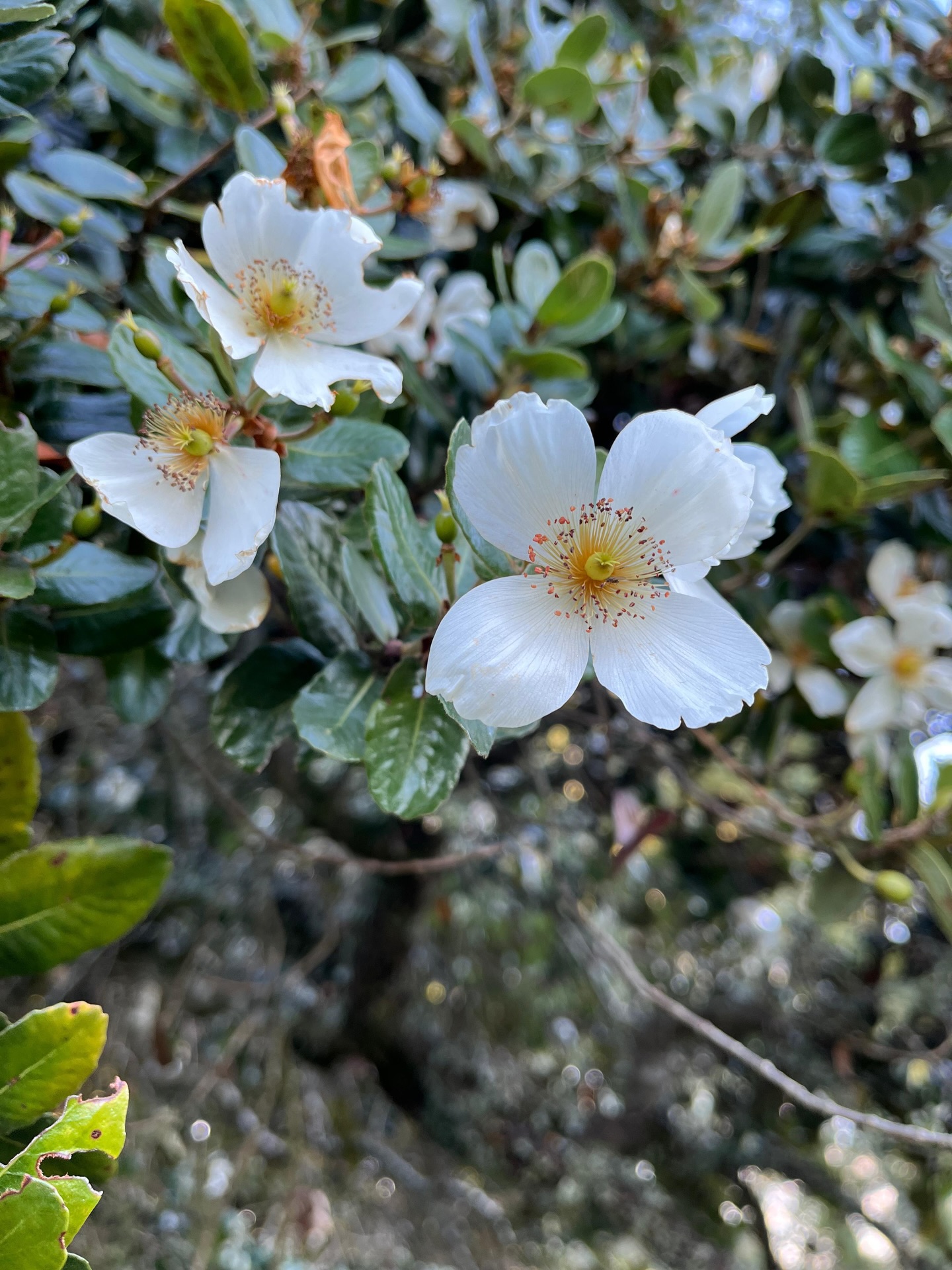En el sur sabemos que la naturaleza manda. La tradición campesina dice que cuando florece el Ulmo, el verano está preparando su despedida... y este año floreció antes que nunca 🍂
Si el dicho no falla, llegó la hora de empezar a guardar leña y disfrutar estos últimos rayitos de sol intenso!
En la #Casona879 nos encanta ser parte de este entorno. Si el verano se alarga o el otoño llega temprano, aquí te esperamos con café y el mejor ambiente para trabajar 💛
#casona879 #cowork #puertovaras #verano