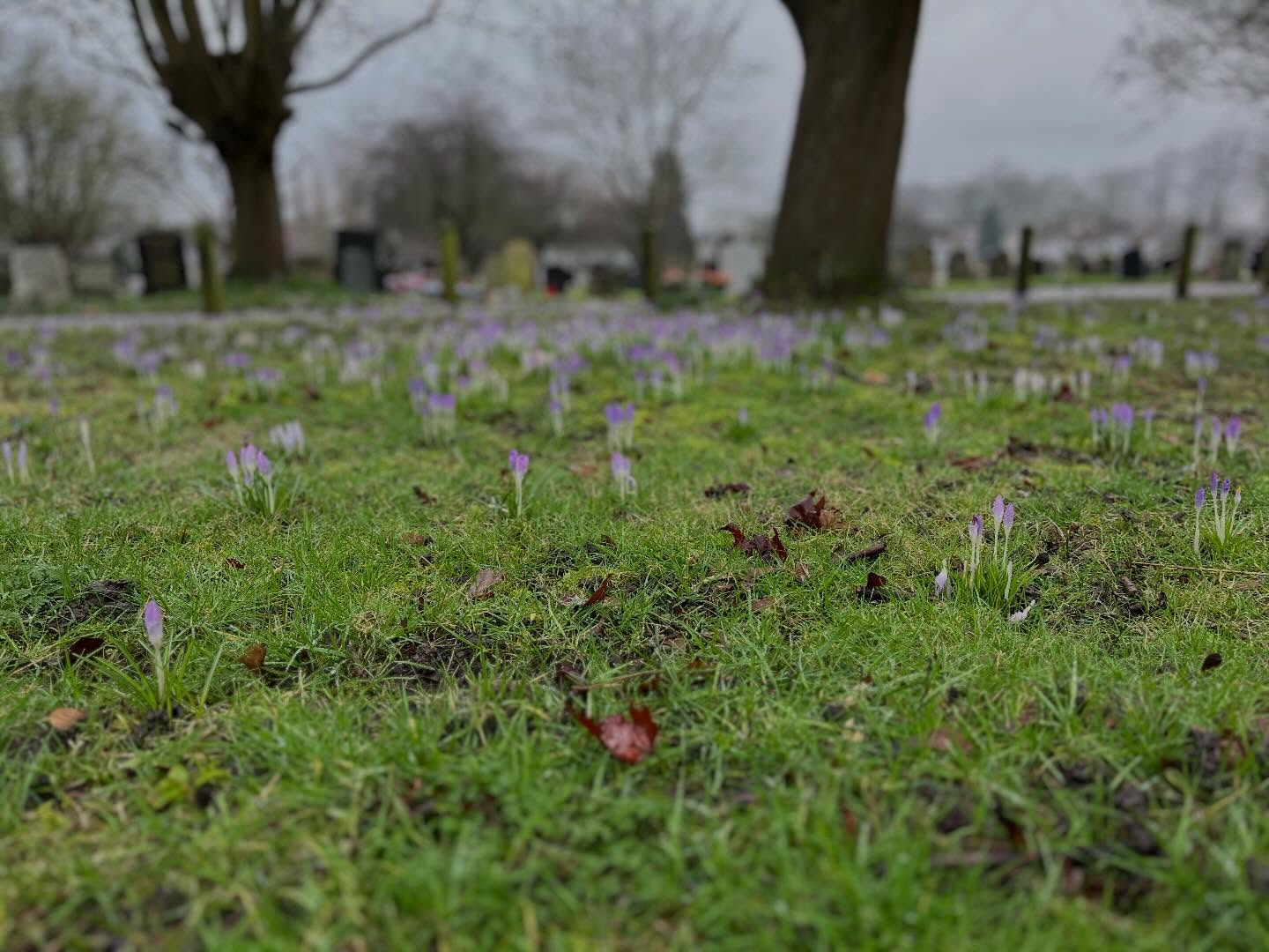 Every Thursday, on my way to my community classes at Newland, I pass through the cemetery. I think that in another moment of my life, this would have felt creepy to me. But now, it feels different. It feels like a path of change… of acceptance.
I want to believe that we are stardust, yes, but also something much closer.
We are breath.
We are bodies.
We are earth.
In the cemetery, life is still moving. Things are always changing. Flowers bloom quietly, honouring the soil and the souls resting below.
Walking there reminds me that nothing is separate. That we return, gently, to the ground that holds us all.
We are stardust… and we belong to this earth.