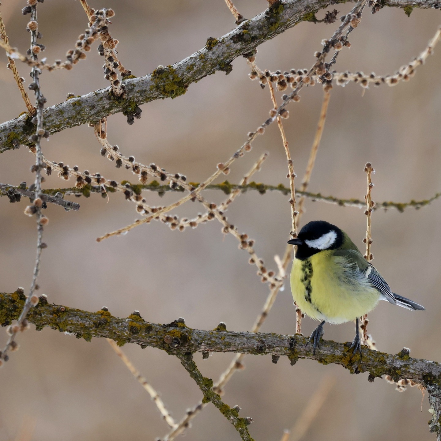 A great tit.
#islandwildlife #kefaloniawildlife #kefaloniabirding #guidedwildlifewalks #greattit