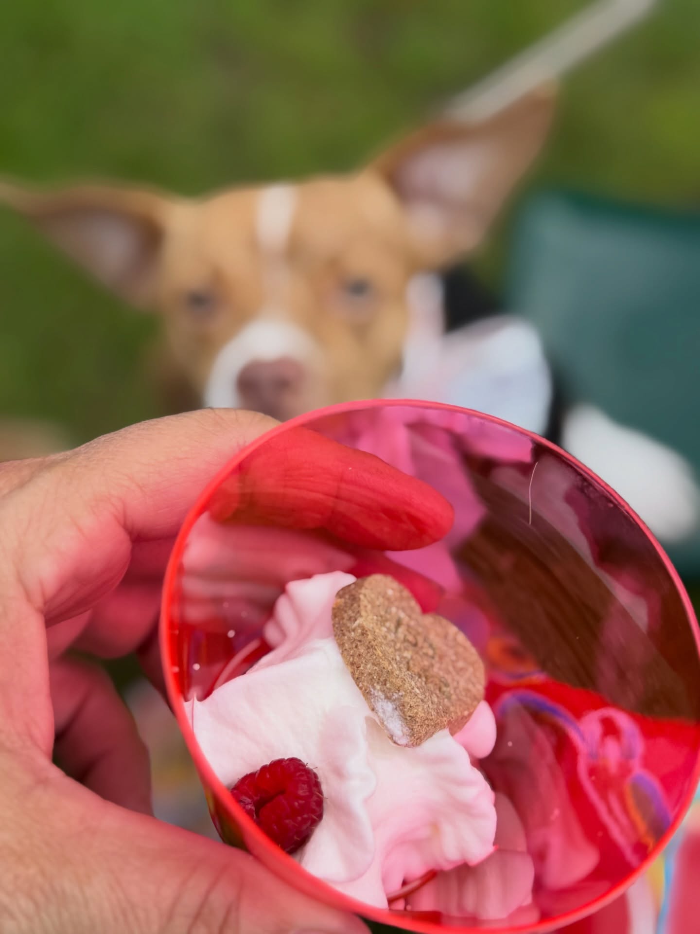 A little dollop or a big dollop? @marsbringerofwarbriggs enjoyed a little dollop at our Valentine’s Day Pack Walk Party. The get togethers are a way to build community and share joy with one another: to strengthen bonds. We all need a network to get through the good and bad times. Let’s continue to build friendship together! ♥️