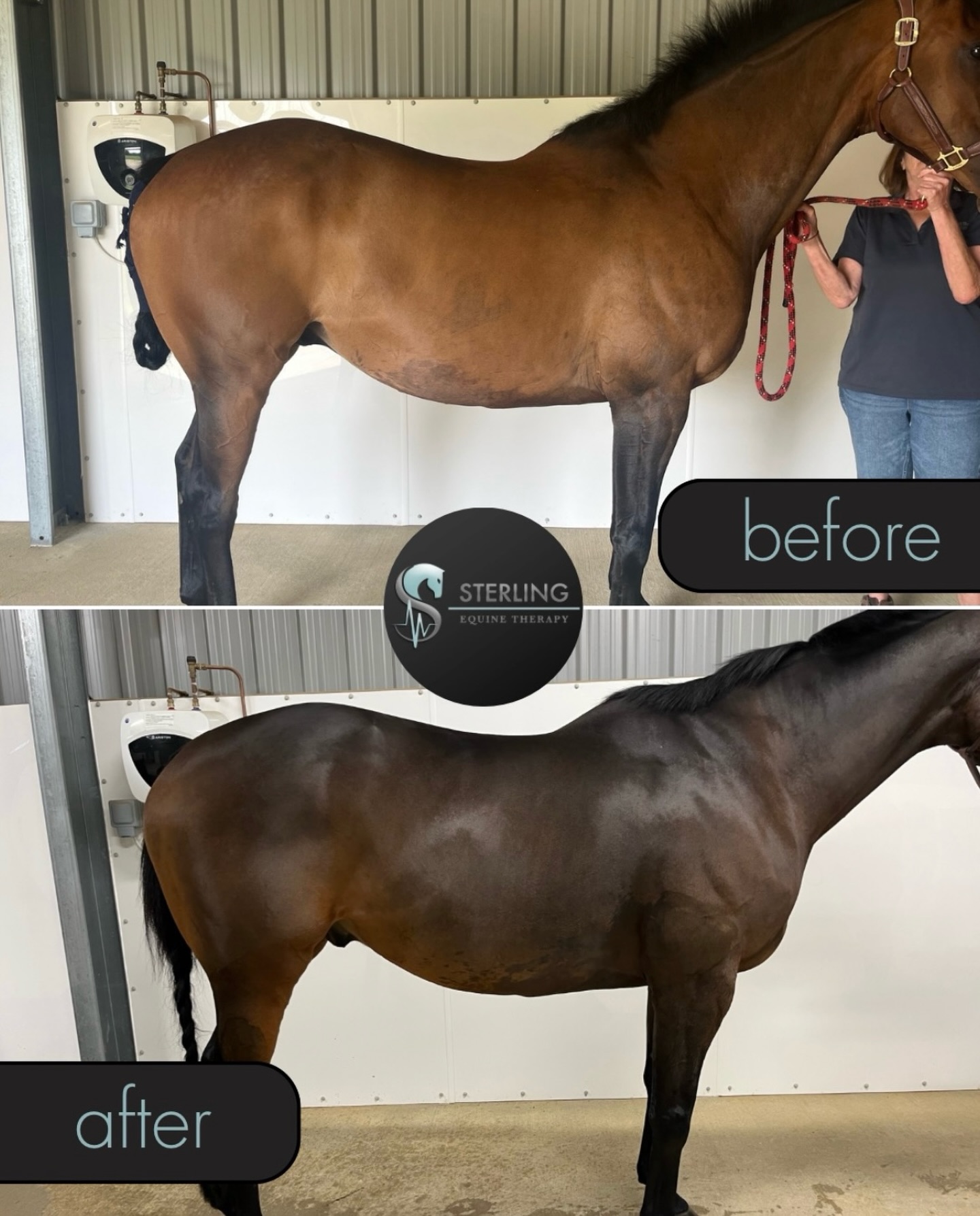 One from the archives — because progress is worth revisiting ✨🤩
Building doesn’t stop after a few sessions.
This before vs after was taken after 8 water treadmill sessions last year — and this horse still visits us regularly as part of their ongoing management.
Think hydrotherapy could benefit your horse? DM us 💦