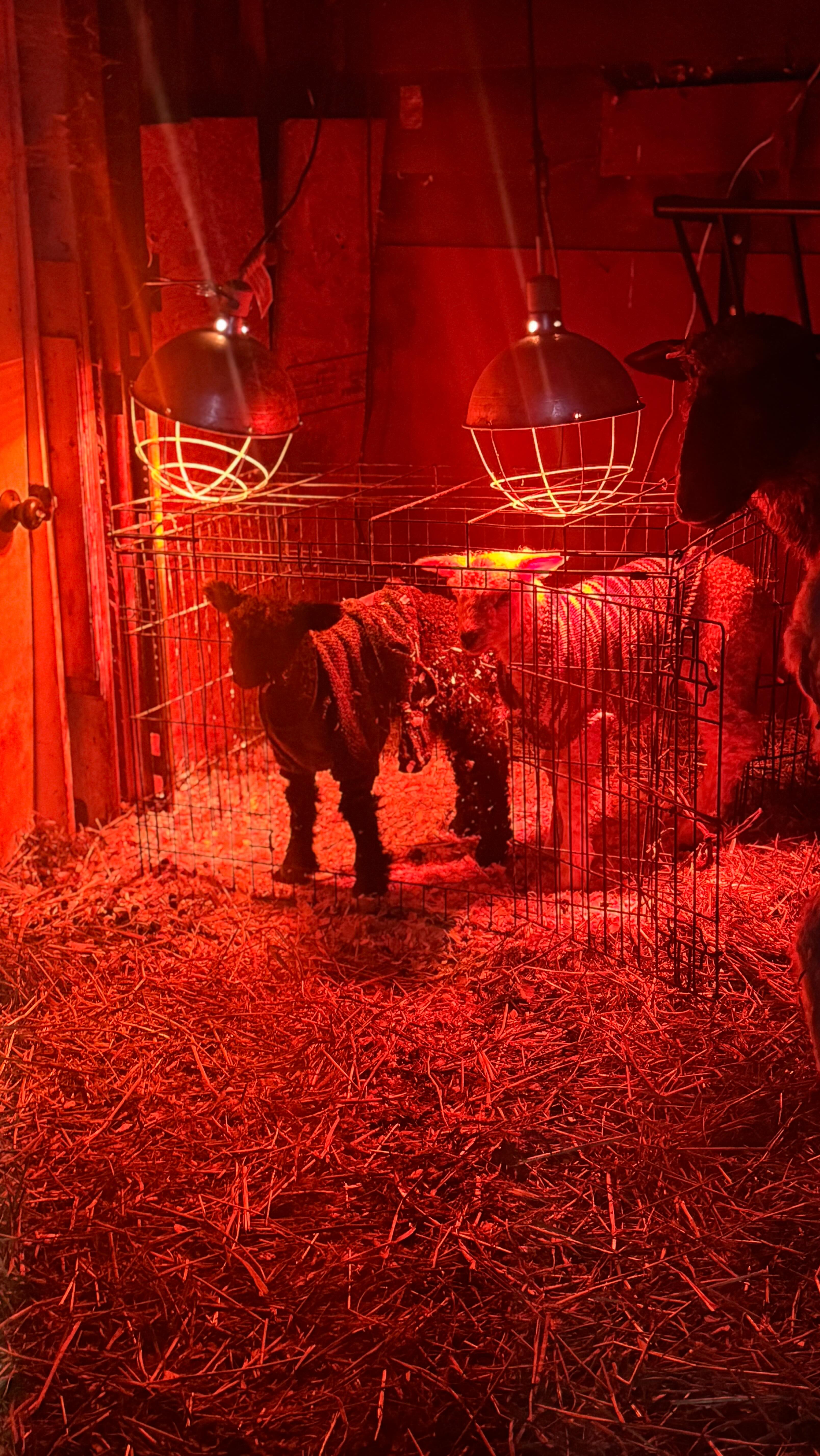 When it’s so cold all you can do is dance - these lambs are doing okay despite the Arctic conditions. I don’t really mind the cold and snow but these last few days have just been ridiculous, it is warmer in Alaska today than it is in update NY.
#farmlife #sheepfarming #supportlocal