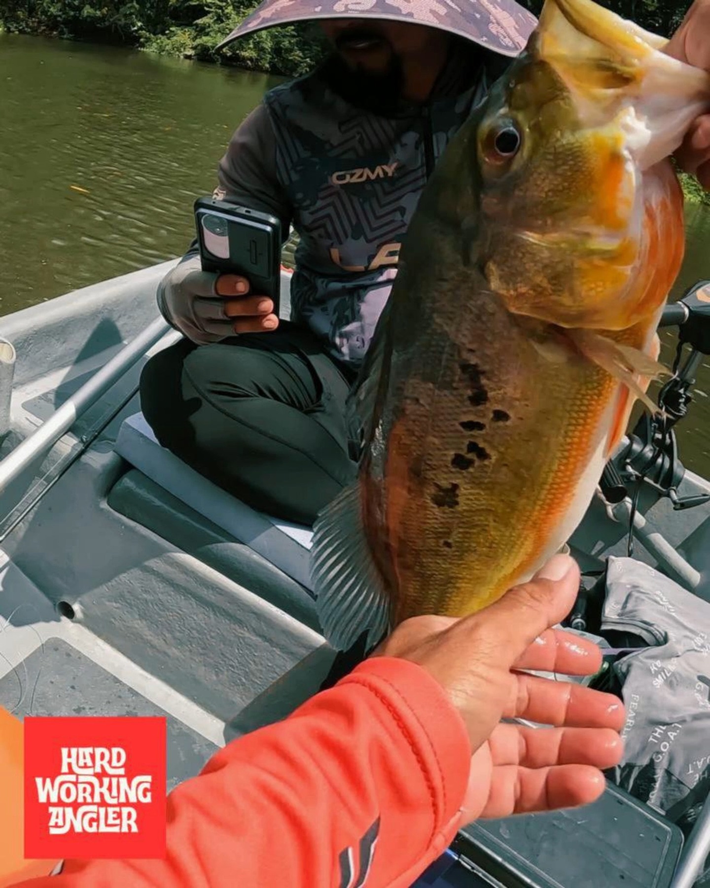 Solid 50up peacock bass from Tasik Raban. Contact us for enquiries on our freshwater fishing trip in Malaysia. #peacockbassfishingguidemalaysia #hardworkingangler #peacockbass #fishing #visitmalaysia