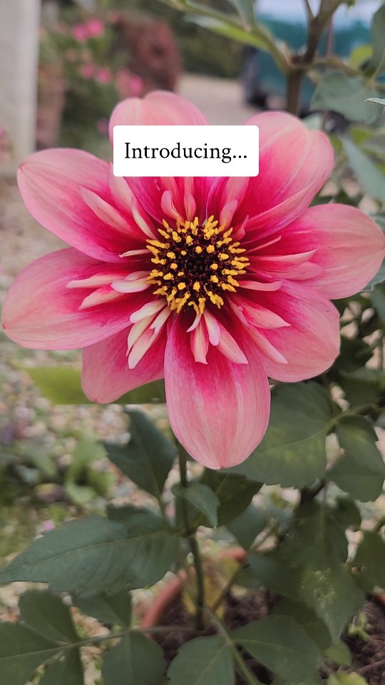 The Velvet Edit ✨️ new this season ✨️
A collarette selection that tends towards burgundy, smoked raspberry, and soft pink petals fading into dark centres.
Gathered from one of our strongest parent lines — reliable plants, generous bloomers, and beautiful variation within this darker, rosier palette.
Garden-gathered in England.
Available Saturday, February 28th · 10am 📆
Limited quantities.
🔗 Link to website in our bio.