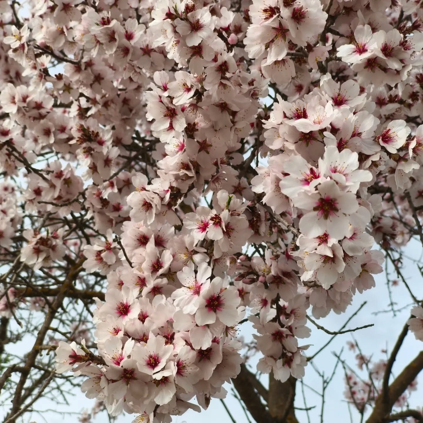 #abikegosierradeguara #abiego #sɪᴇʀʀᴀᴅᴇɢᴜᴀʀᴀ #naturaleza #almendroenflor