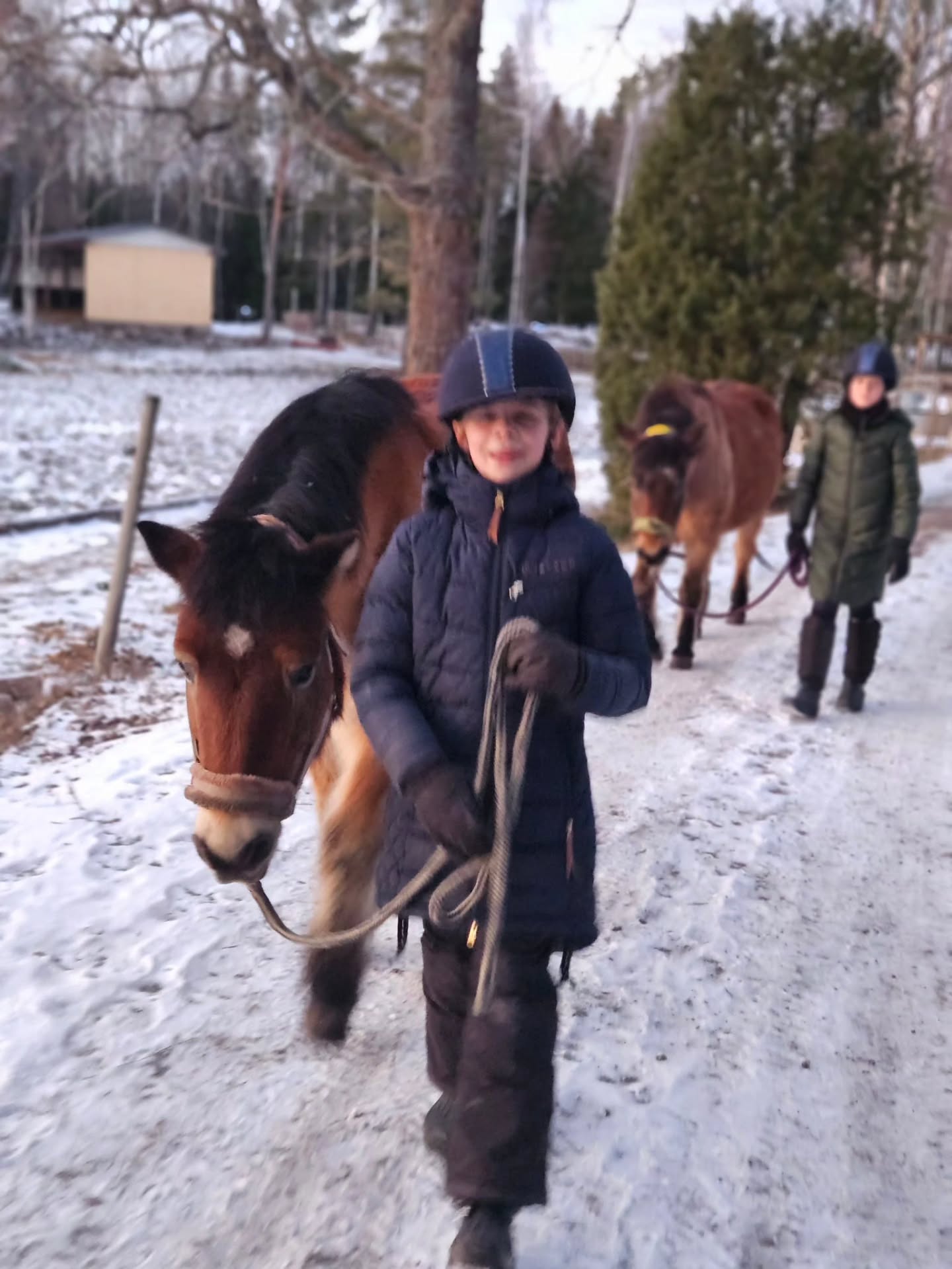 ❄️Dagridläger för barn på sportlovet
17 februari, kl 09.00-15.00
18 februari kl 09.00-15.00
Detta läger riktar sig till barn och ungdom som ridit minst 1 termin på ridskola, eller har motsvarande kunskap, och som minst kan rida och kontrollera din häst utan ledare i skritt och trav på ridbanan men som kanske behöver ledare på uteritt.
Lägret är också lämpligt för elever som ridit i många år i alla gångarter, vi har möjlighet att dela upp ryttarna i mindre grupper om det är olika nivåer på ryttarna.
Under dagen ägnar vi oss åt grupplektion på ridbanan, hästpyssel, en härlig uteritt, stallskötsel, teori och mycket annat kul.
🍽Egen matsäck och mellis medtages, kylskåp och micro finns. Vi bjuder på frukt och saft.
Har man ingen skjuts hem direkt vid 15 går det bra att hänga kvar hos oss och vänta tills föräldern slutat jobbet. Likaså går det bra att bli lämnad tidigare på morgonen om det behövs.
💰 Pris: 650kr/dag
Varmt välkommen till en härligt, hästig dag hoss oss på Ängvaktartorp!
❄️🐴🌞