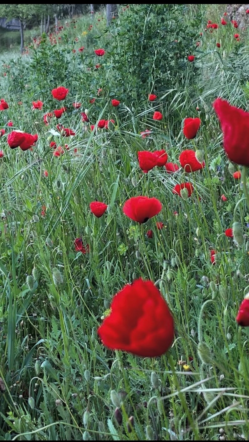 Early morning walks . The river runs at the bottom of the garden with the pool over looking it . Direct river access allows you to make a choice where you want to swim @sous_lolivier_dentrecasteaux .#Entrecasteaux