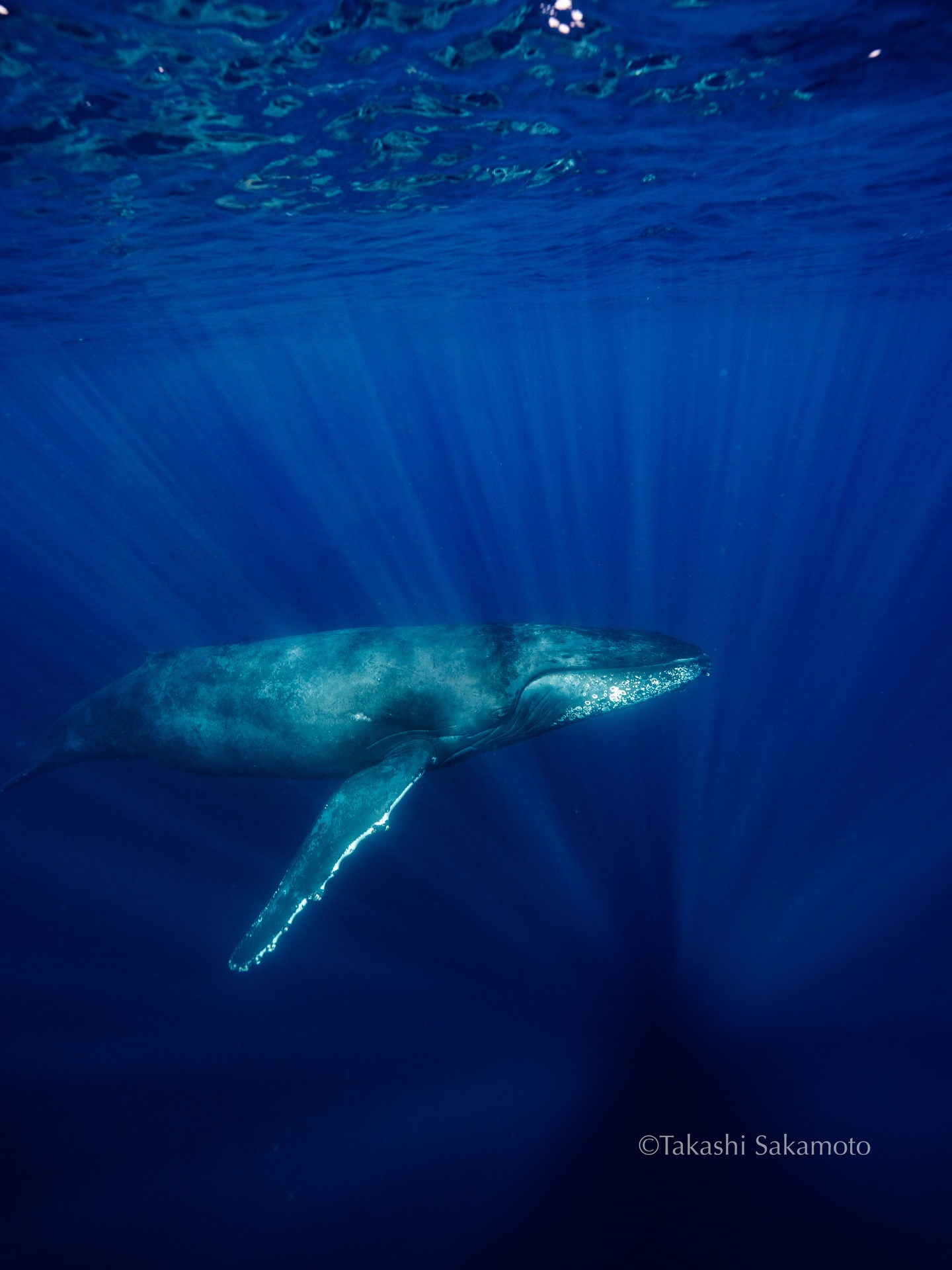 🐳
✴︎2026年 那覇発沖縄本島 #ホエールスイム 予約受付中✨
開催期間 1/17〜3/29
お一人様22,000円
レンタル器材無料
現在受付可能です🐳
募集定員枠が少なく早く埋まる事が予想されますのでよろしくお願い致します✨
✴︎FUNダイビング/少人数制
初心者の方も大歓迎😊
✴︎体験ダイビング/ガイド貸切ワングループ制
ガイド貸切で初めてでも安心✨
✴︎スキンダイビング/少人数制
レクチャーも致します✨
初めてでも大丈夫👌
✴︎ダイビングライセンス講習✨
基本1組様限定で行ないますので
安心です✨
✴︎photoツアー/ガイド貸切1日1組限定
通常のツアーよりさらに
撮影特化プランです😊
本格撮影機材で撮影&編集✨✨
スキューバダイビング・スキンダイビング、沖縄本島、慶良間諸島等で年中無休で開催中です🤗☀️
前日でも空いていればご予約可能です🎶
✴︎美しい海で遊んでいただいた写真の画像データはすべて当日にプレゼント🌈
✴︎通常器材レンタル無料🌈
✴︎ロングフィンレンタル無料🌈
✴︎那覇市内送迎無料🌈
✴︎水中スクーターレンタル有り🌈
✴︎お一人様も大歓迎🌈
✴︎初めての方も大歓迎🌈
✴︎リピーター様500円引き🌈
✴︎gopro11レンタル有ります(有料)
いつでもご予約も受付中です✨
お問い合わせ下さい✨
詳しくはホームページも確認してみて下さい🎵
前日の予約〜来年の予約まで受付てます😊🎶
InstagramのDMからの問い合わせもスムーズです😊
時間外でもOK🙆♂️
確認次第お返事させていただきます❣️
https://www.johnnysdiving.com
☀️☀️☀️☀️☀️☀️☀️☀️☀️☀️
・
・
#スキンダイビング ツアーで
人気ブランドリーダーフィン の
ロングフィン がレンタルできます✨✨
軽くて柔らかいので女性にとても人気🎶
水中での写真映えも大きな魅力🎶
ロングフィンを履いて海を楽しみましょ☀️
レンタルはサイズ、在庫数に限りがありますので、ご予約時にご確認下さい😊
・
・
※各メニュー担当スタッフの指定はできません🙏
非常勤インストラクターの場合もございます🤿
※スタッフにより使用する撮影機材は異なる場合があります📸
・
沖縄ダイビングショップ
#프리다이빙
#自由潛水
freediving
#沖縄スキンダイビング
沖縄ダイビング
오키나와프리다이빙
沖繩自由潛水
☆☆☆☆☆☆☆☆☆☆☆☆☆☆☆☆☆☆☆