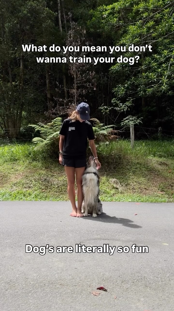 And now to lock in on Archer for his next competition 🏆 Still unsure on what sport Kaidog and I are gonna do 🤪
#dogtraining #goldcoast #bordercollie #trickdogs #workingwithdogs