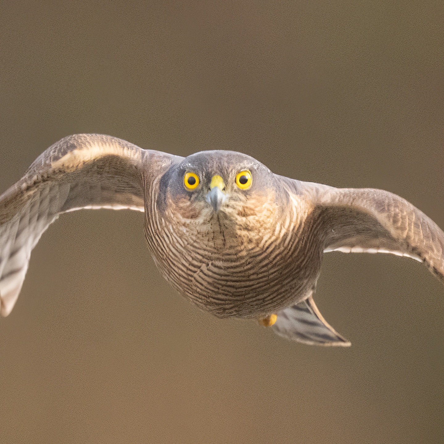 For some birds, this might be the last view they ever have... #wildbirds #naturephotography #sparrowhawk #bbcwildlifepotd #wildlifephotography #filey #yorkshire #yorkshirecoast