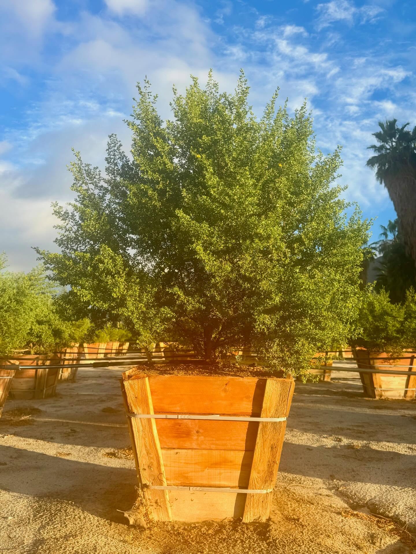 Lunar New Year — Year of the Horse
The Lunar New Year begins with the first new moon —
time kept by cycles, not calendars.
Twelve animals circle the zodiac.
This is the Year of the Horse —
stamina.
strength.
sure footing.
Not a reckless sprint —
a disciplined stride.
Here in Borrego, rain rode in on desert air.
And creosote held the reins.
Larrea tridentata — resin-rich and range-tested —
doesn’t spook at drought.
It hunkers.
It conserves.
It waits for its cue.
Then the sky opens.
Soil loosens.
Chemistry quickens.
Petrichor saddles the wind.
The Horse runs the horizon.
Creosote stakes its claim.
One gallops forward.
One grounds the moment.
Both know endurance outruns impulse.
Both know when to rein it in.
Pictured: 24” Creosote —
compact, sure-footed, desert-bred.
May this year find you
steady in the saddle,
light on your feet,
and rooted enough to run.
Rooted in rhythm.
Grown with giddy-up.
Supplied to rein long.
#LunarNewYear #YearOfTheHorse #CreosoteBush #RoadrunnerTreeFarm #CasaDelZorroNursery