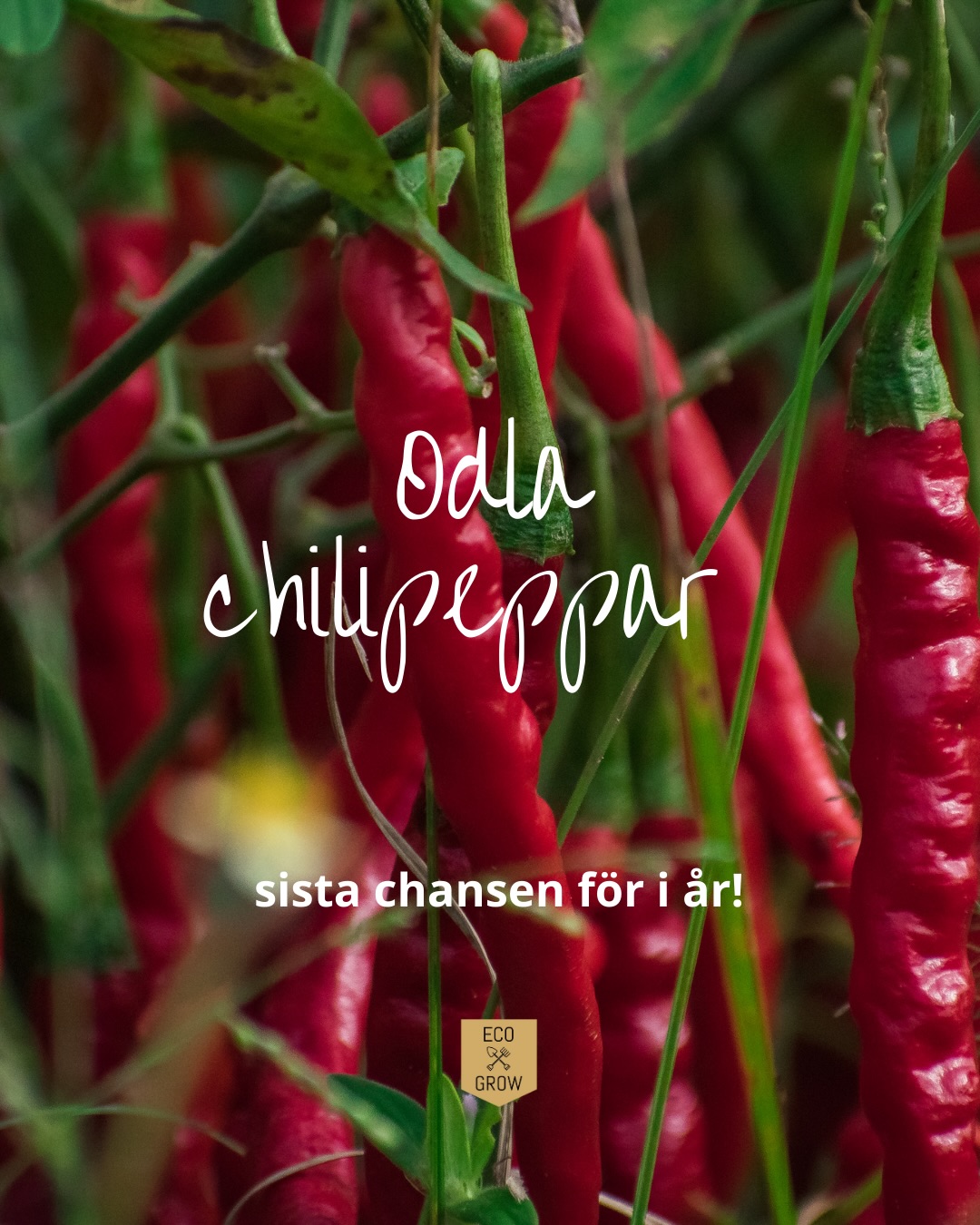 Nu är det hög tid att stoppa ner chilifröna i jorden om du vill få en stor skörd i år! 🌶🌱
Chilipeppar hör till de grödor som har en lång utvecklingstid, därför behöver de sås tidigt på säsongen för att hinna ge en fin skörd i vårt nordiska klimat.