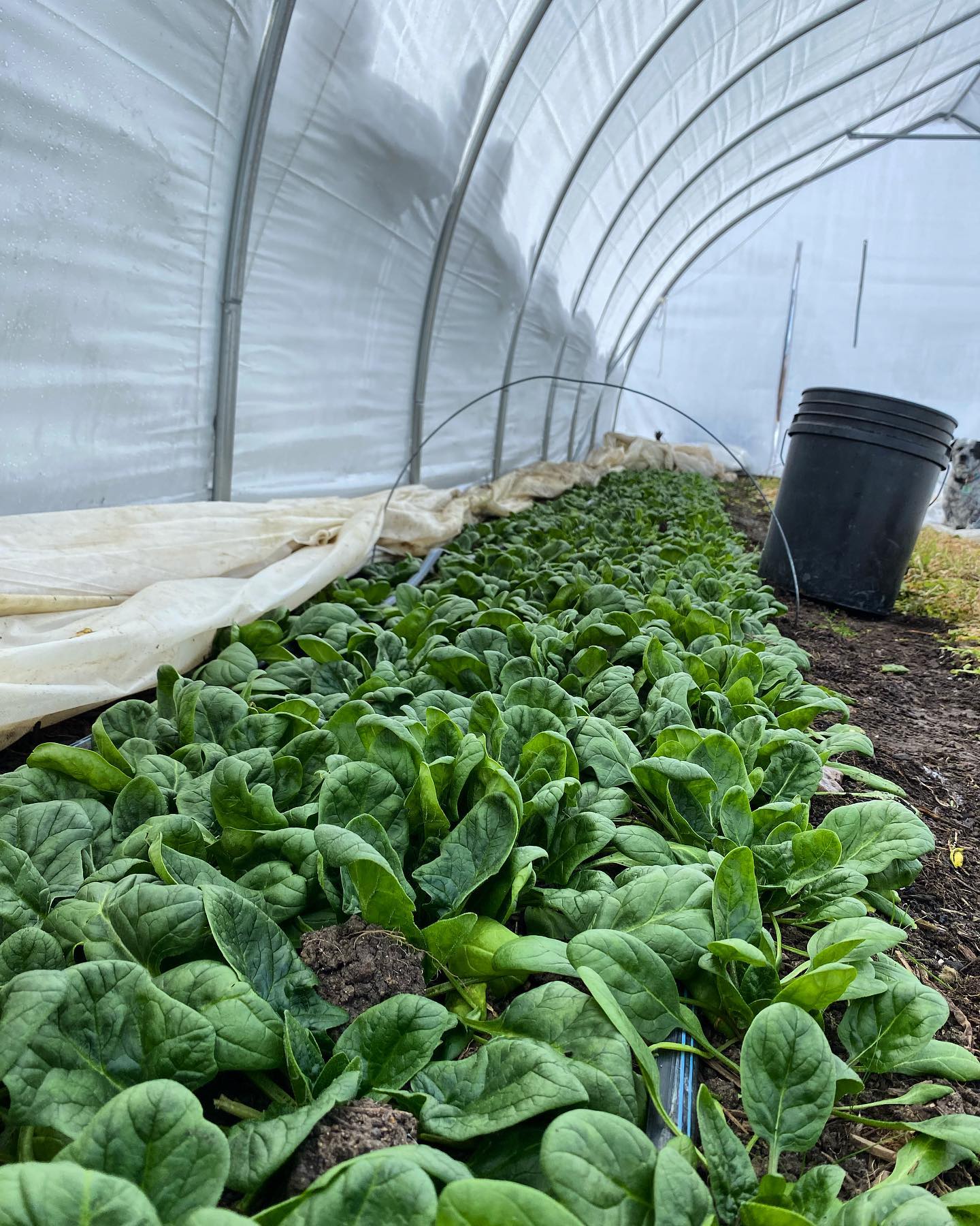 A sight for sore eyes these days…a few more weeks and we’ll be swimming in spinach again.