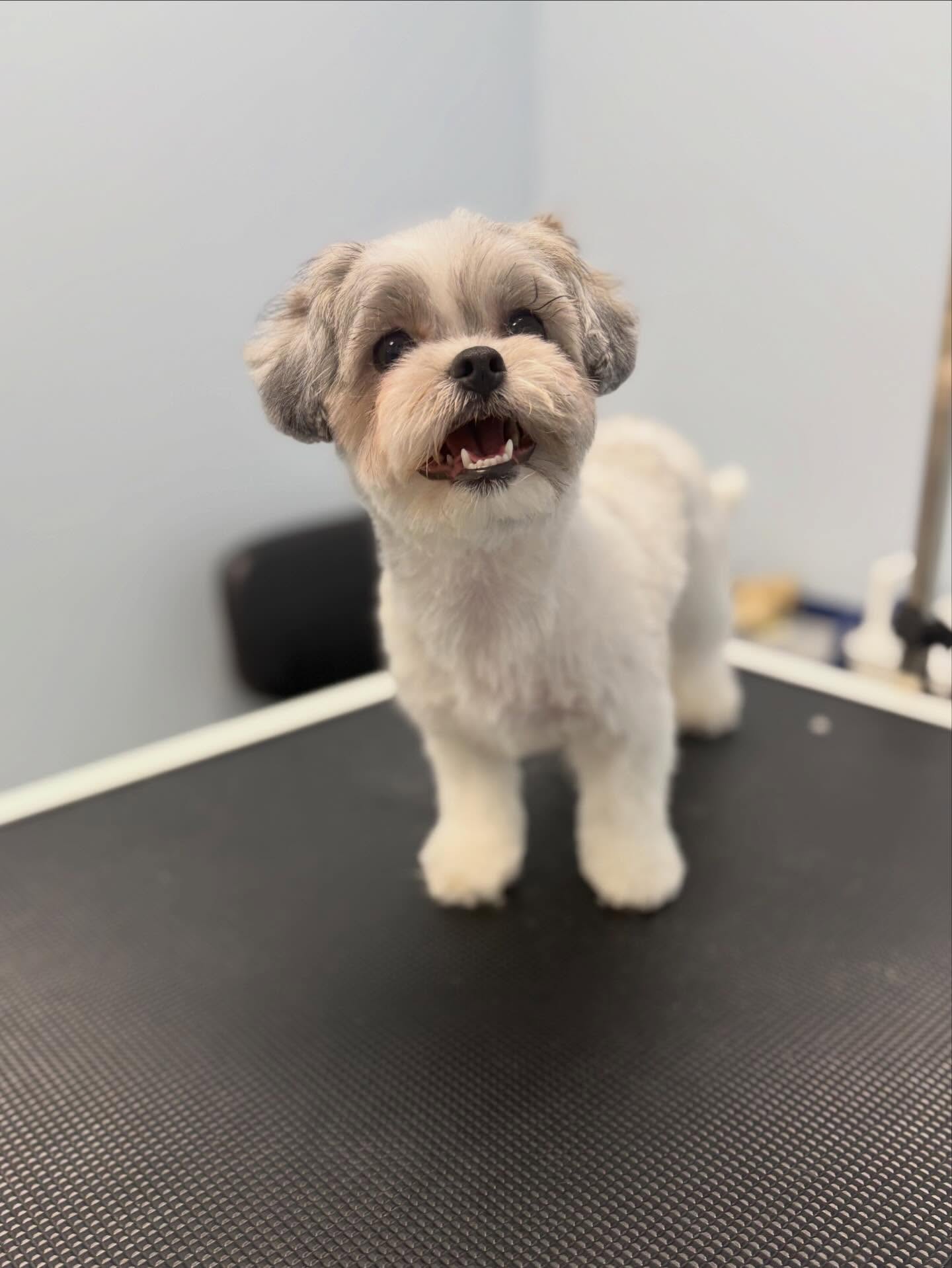 Bonnie 🌸🐻
#shihtzus #dogsofinstagram #doggroomer #smile #happydog