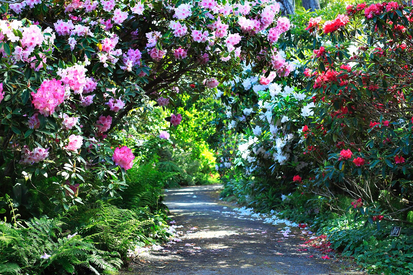 ✨Big news✨
Mendocino Coast Botanical Gardens has been named a finalist in USA TODAY’s 10Best Readers’ Choice Awards for Best Botanical Garden—and we need your help to reach #1!
🌸🌊 Vote daily through March 9
You can vote once per day, per device—every single vote counts. Phone, tablet, laptop… if it’s online, it works!
We’ve done this before — #1 Best Place to Propose in 2023 and #5 Best Botanical Garden in 2017. Now we are aiming for the top. If this 47-acre garden by the sea has ever inspired or delighted you, please vote and share with fellow flower fans.
Vote now - Link in bio!