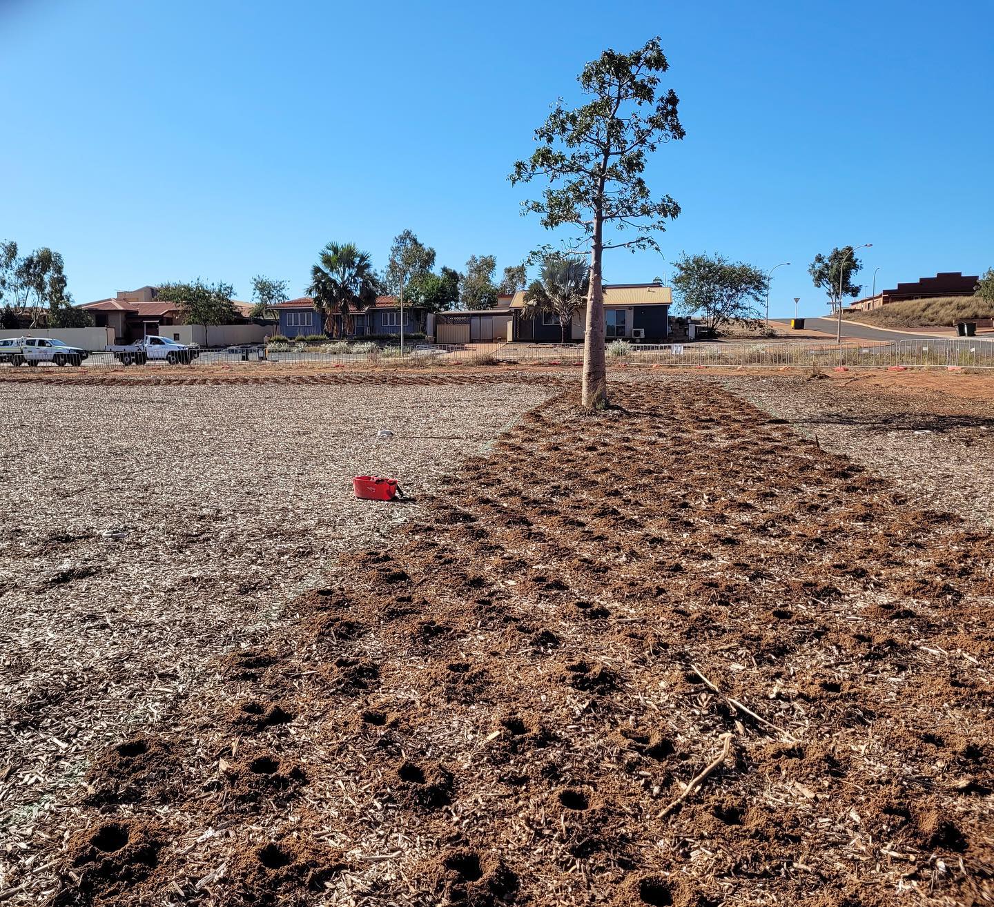 Can you guess how many plants went in the the ground for this job? 🌳🌳🌳 Leave your guesses in the comments below! We'll reveal the answer soon, along with some photos of the area after the trees were planted. Let's see who can guess the closest! 🌿💚 #treeplanting #guessinggame #environmentalimpact #replantingourfuture