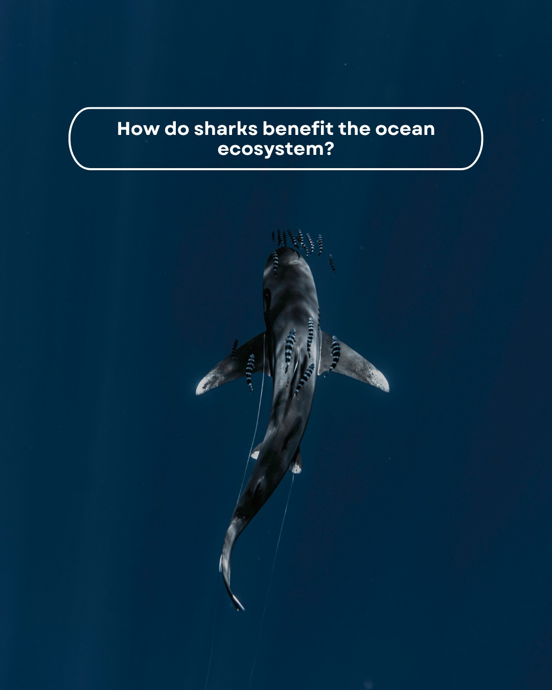 🦈Keep your relationship with these beautiful beasts pure- less shark interference, more toothless!
#toothless #spearfishing #sharks