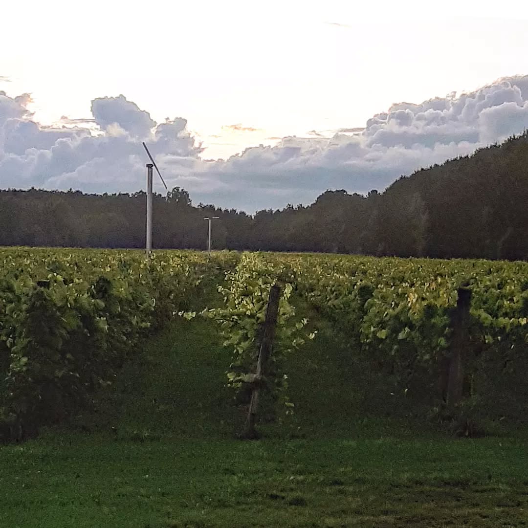 Vignoble ce soir | Tonight's vineyard
#vinsqc #vinsduquebec #vinslanaudiere #carone