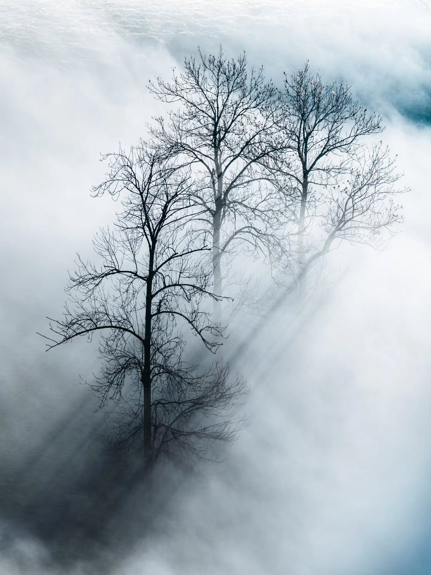 The Silent Guardians
#naturephoto #fineart #photography