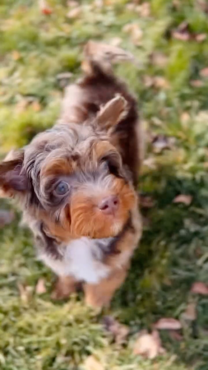 Mr. Bouncy ๐
Teddy the F1B Cavapoo!