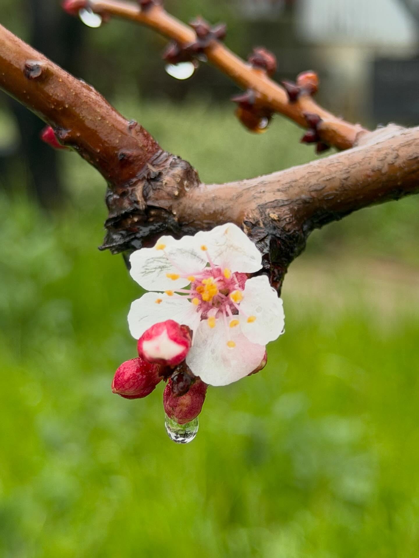 First Blenheim apricot blossom of the year!!! Hope the rest of them hold off for a bit!!!