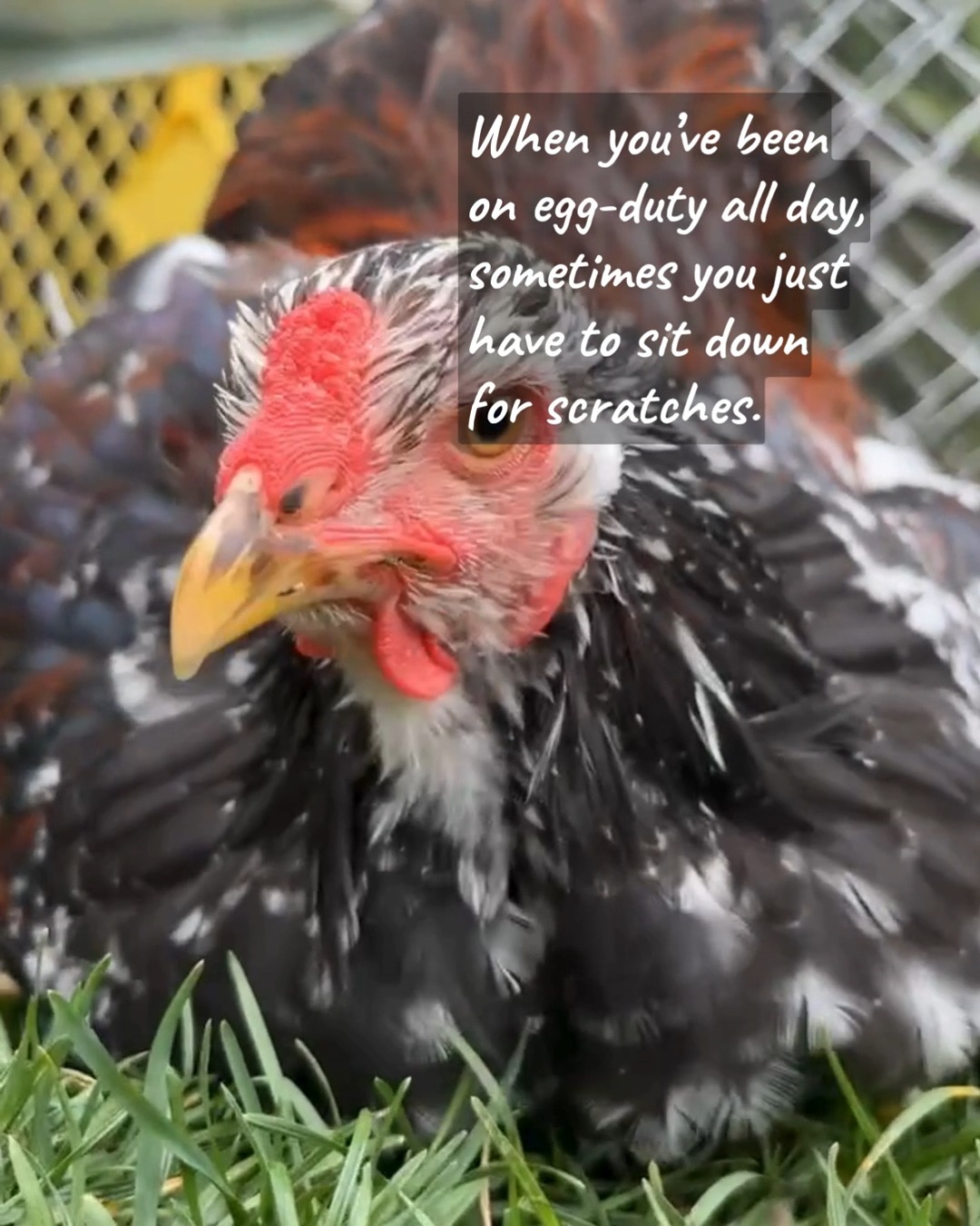 After a long day of hanging out with the flock, it looks like someone decided it was time to sit down and enjoy a little peace and quiet—well, as quiet as it gets with a bunch of hens nearby.
A short rest… then it’s right back to farm duties!
Farm Fresh Eggs are available Daily 10AM–7PM
Pickup daily at the Chick Shack in Kelso.
No preorder needed—just stop by and grab a dozen!
FamilyHeritageAcres.com
Email- Chicks@FamilyHeritageAcres.com if you have questions
#HappyHens #EatLocal #ilovechickens #HeritageChickens #FarmFreshEggs #BuyLocal #LocalFarm