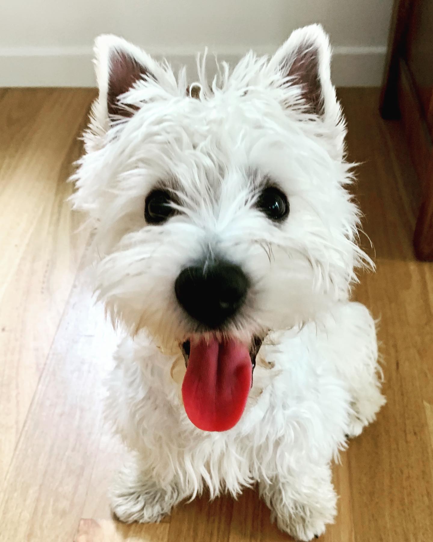 Jock ... five months old, loving life and totally winning at being 100% adorable! 😍
.
.
.
#dog #dogsofinstagram #dogsofbrisbane
#westiesofinstagram #doglover #cute #chasingtailsbrisbane