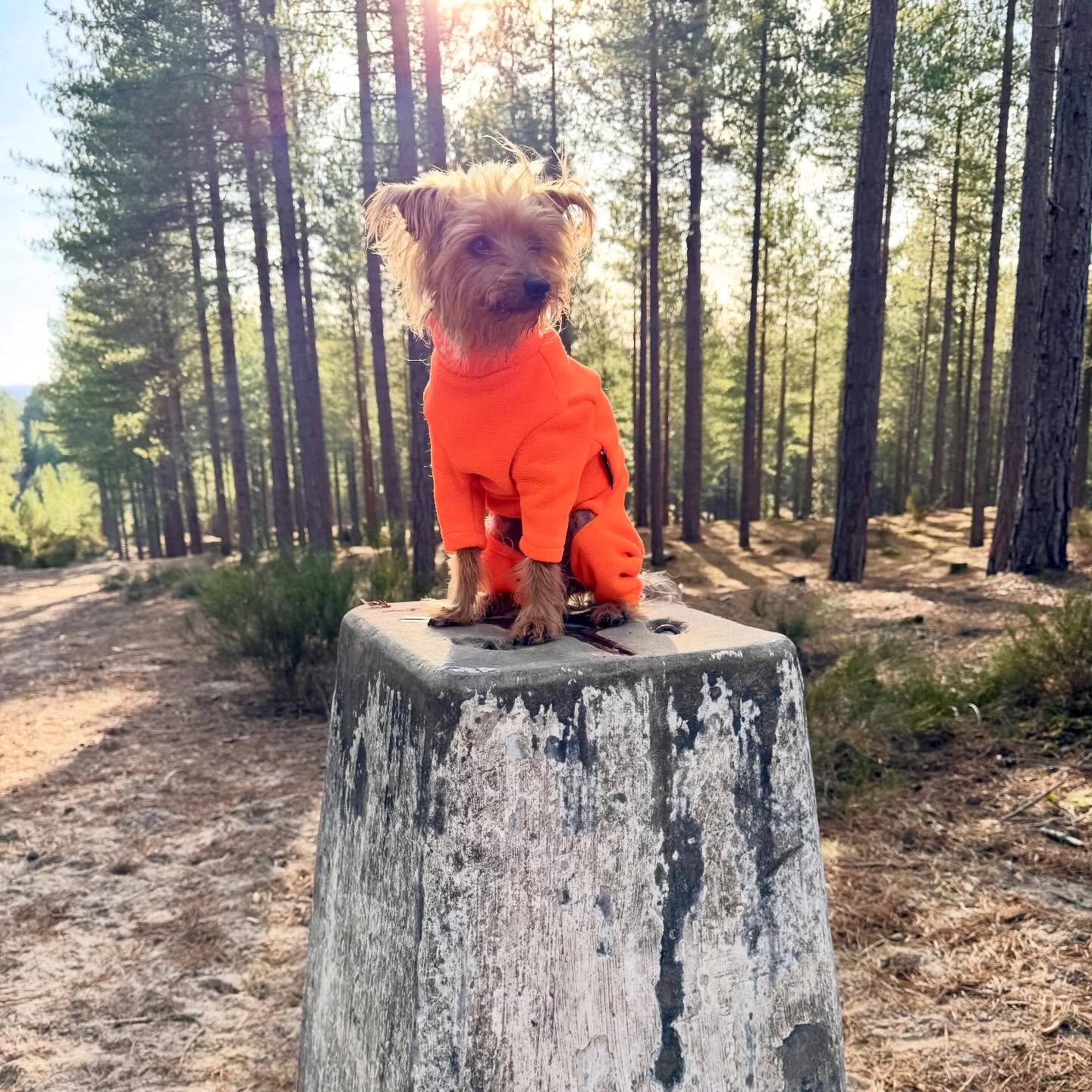 Happy Day of Love 🧡 🐾
MeMe living her best life in the Highlands….fresh air, forest trails and that YTO orange glow in her @equafleece
#getoutside #YTO #scotland #explorer #walks