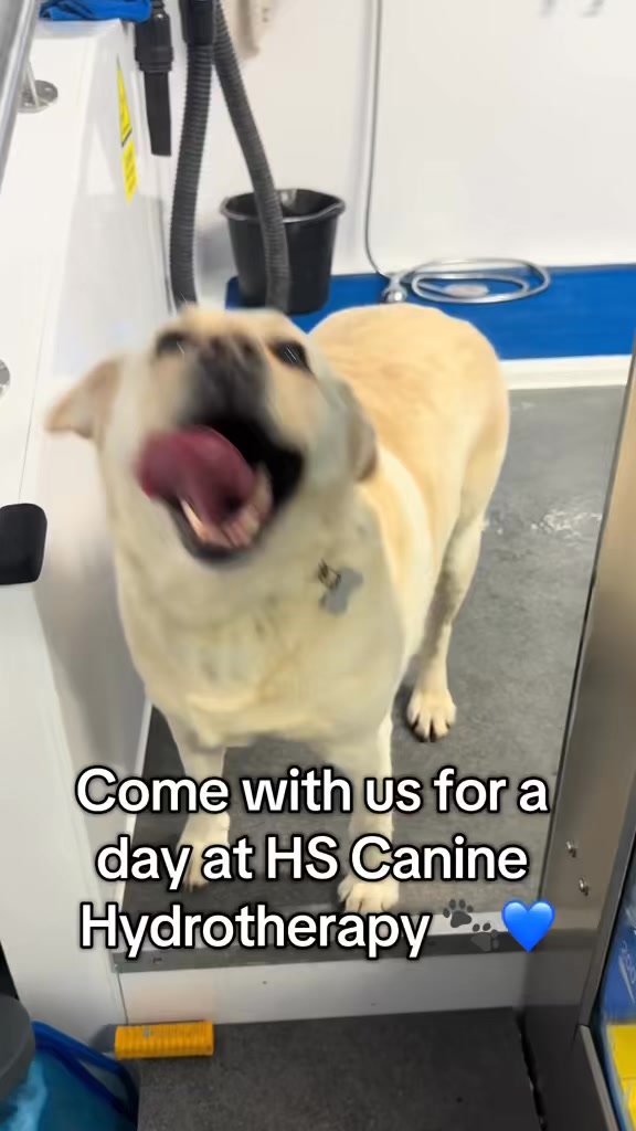 Come with us for a day at HS Canine Hydrotherapy 💙🐾 (you may spot some of your own pets)!