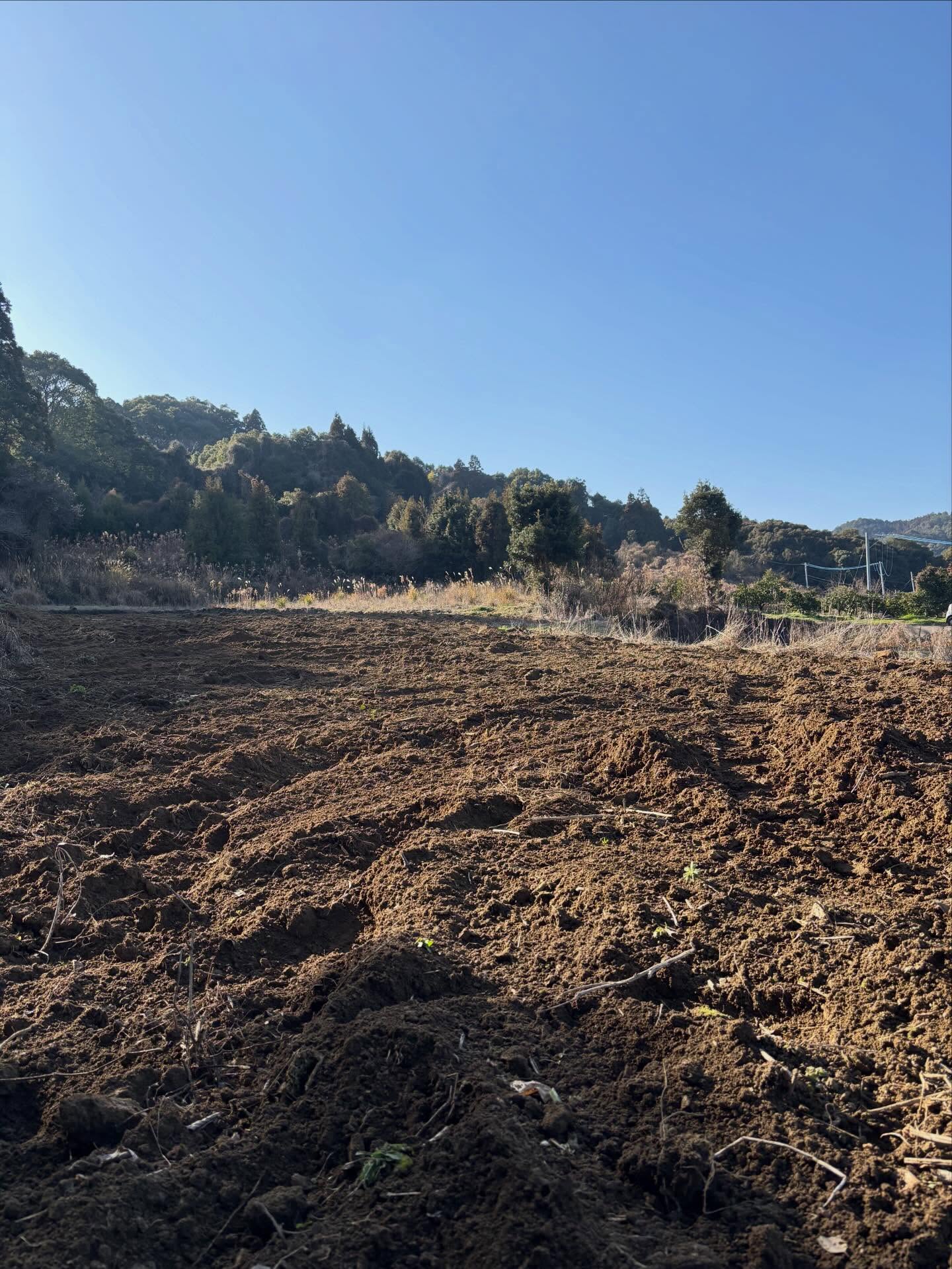 整地終了!
今月末には定植します。