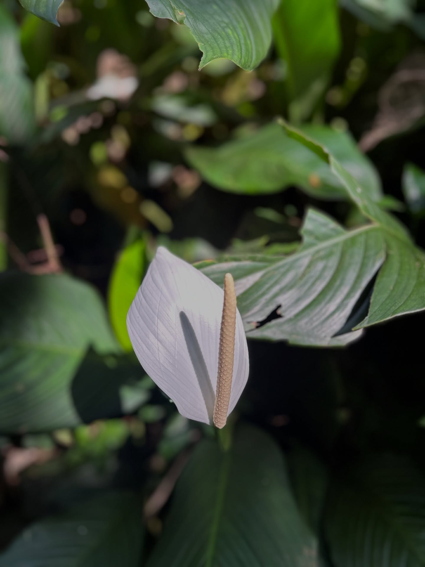 Morning forest bathing 🌿🌈☀️
Manoa Falls 🌿 Easy rainforest hike & stunning waterfall near Waikiki.
#PeaceLily
#ManoaFalls