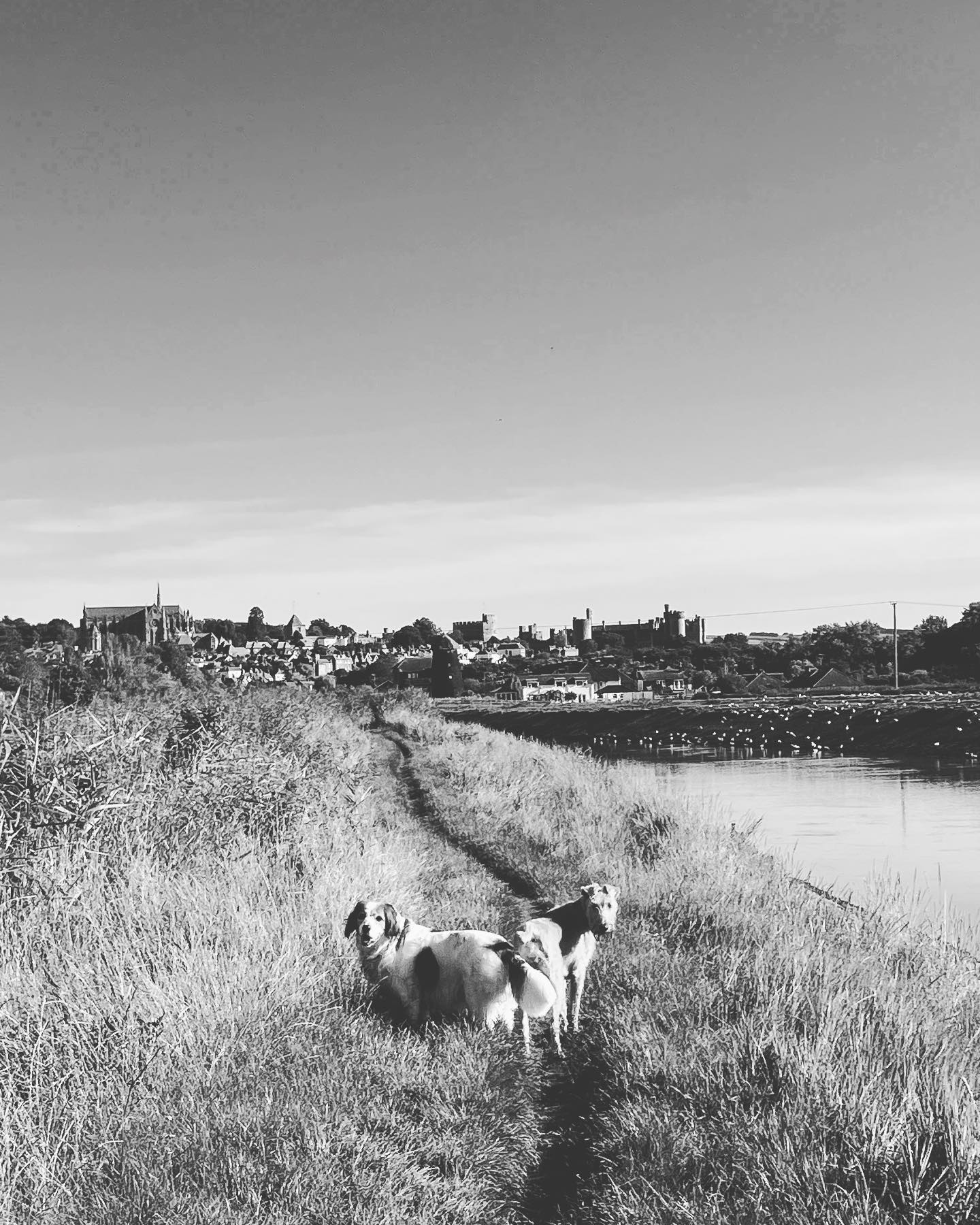 Don’t forget I’m now doing doggy holidays! Walks like this one and lots of family love to go around. Message me for more info and availability.