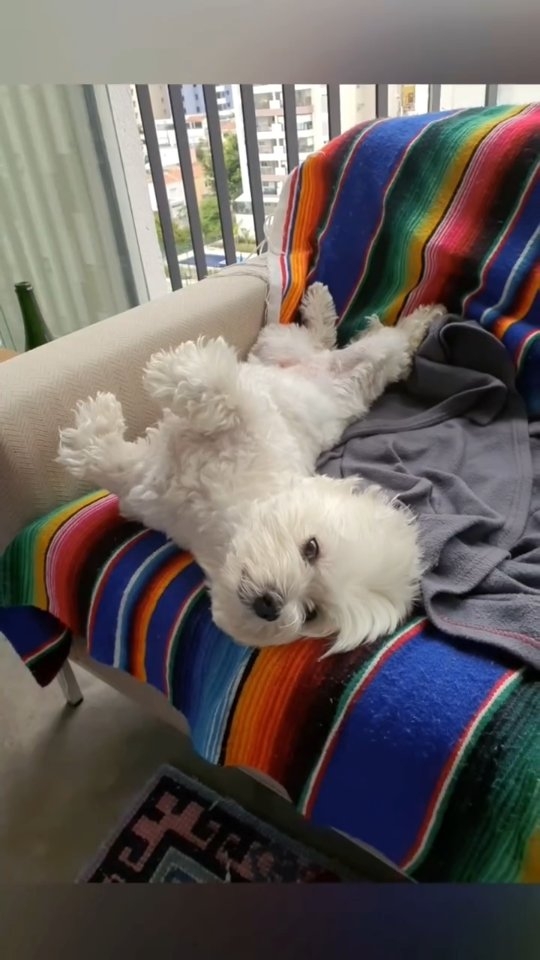 O Valentin é dos meus maiores amores da vida!