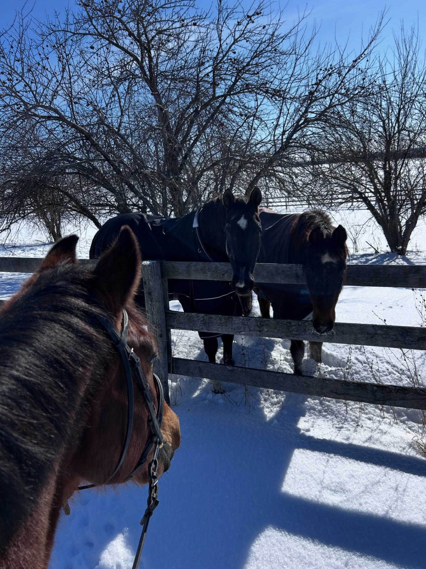Tuff girls, Wimzie & Kameo, playing the role of welcoming committee to the happy hackers ☀️❄️☃️
Winter sunshine is always appreciated this time of year - spring, we are ready for you!
#tufftherapeuticridingfoundation #ontariowinter #wintersunshine #equinetherapy #registeredcharity