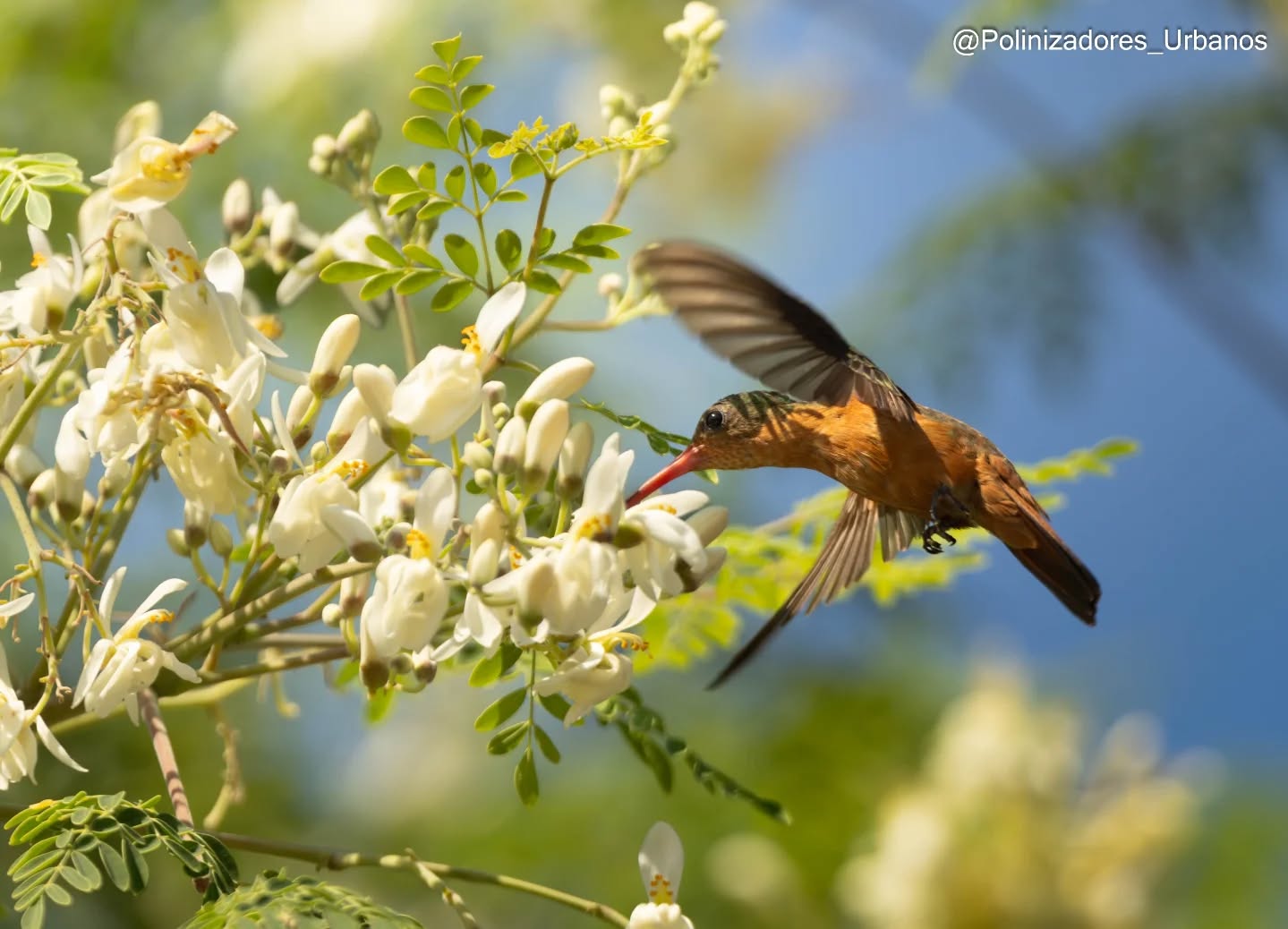 Colibrí canelo - 𝑨𝒎𝒂𝒛𝒊𝒍𝒊𝒂 𝒓𝒖𝒕𝒊𝒍𝒂
El colibrí canelo muchas veces pasa desapercibido por ser "común", es de los visitantes florales que más observamos en jardínes de Tapachula.
Personalmente me parece un ser extraordinario, ya que de todas las especies de colibríes que históricamente se han distribuido en la región esta pequeña ave es la que mejor se ha sabido adaptar a nuestras ciudades y la presión de la mancha urbana.
Estos pequeños guerreros sobreviven y se transportan entre fragmentos de vegetación que quedan en nuestra ciudad, logrando resistir en un entorno que parece haberlos olvidado.
📍 Fotografía tomada en el Centro de Investigación de los Sistemas Costeros y Continentales, Puerto madero
#avesurbanas #polinizadores #biodiversidad #JardinesPolinizadores