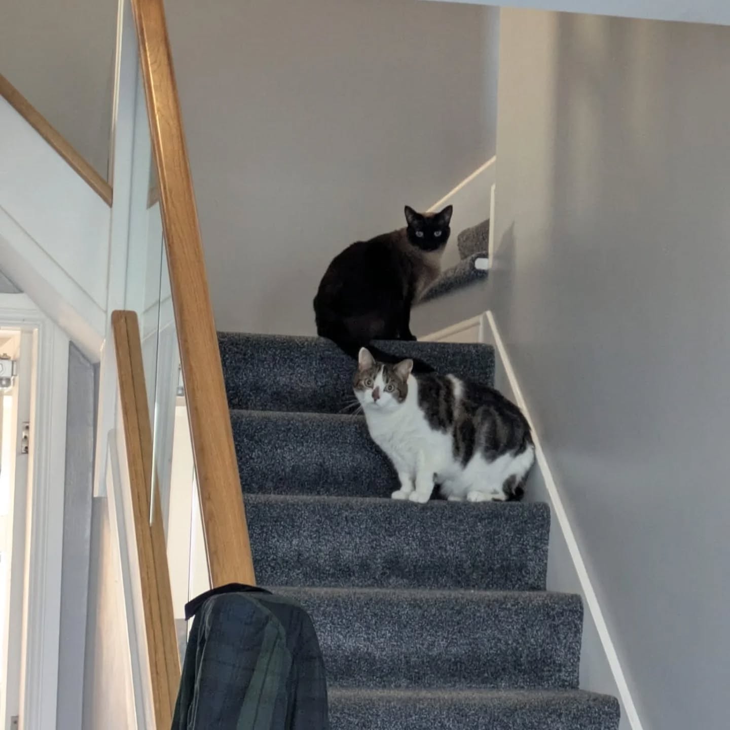 We've spent the weekend getting to know the lovely Billy & Bella, our newest feline friends 💜🐾
Although very nervous, we've learnt food is the way to their hearts and we've slowly seen them start to take an interest in us 👀
We can't wait to continue visiting these two and hopefully watch them come out of their shells 🥰
.
.
.
#catsagram #burmesecat #tabbycat #catsitter #nantwich