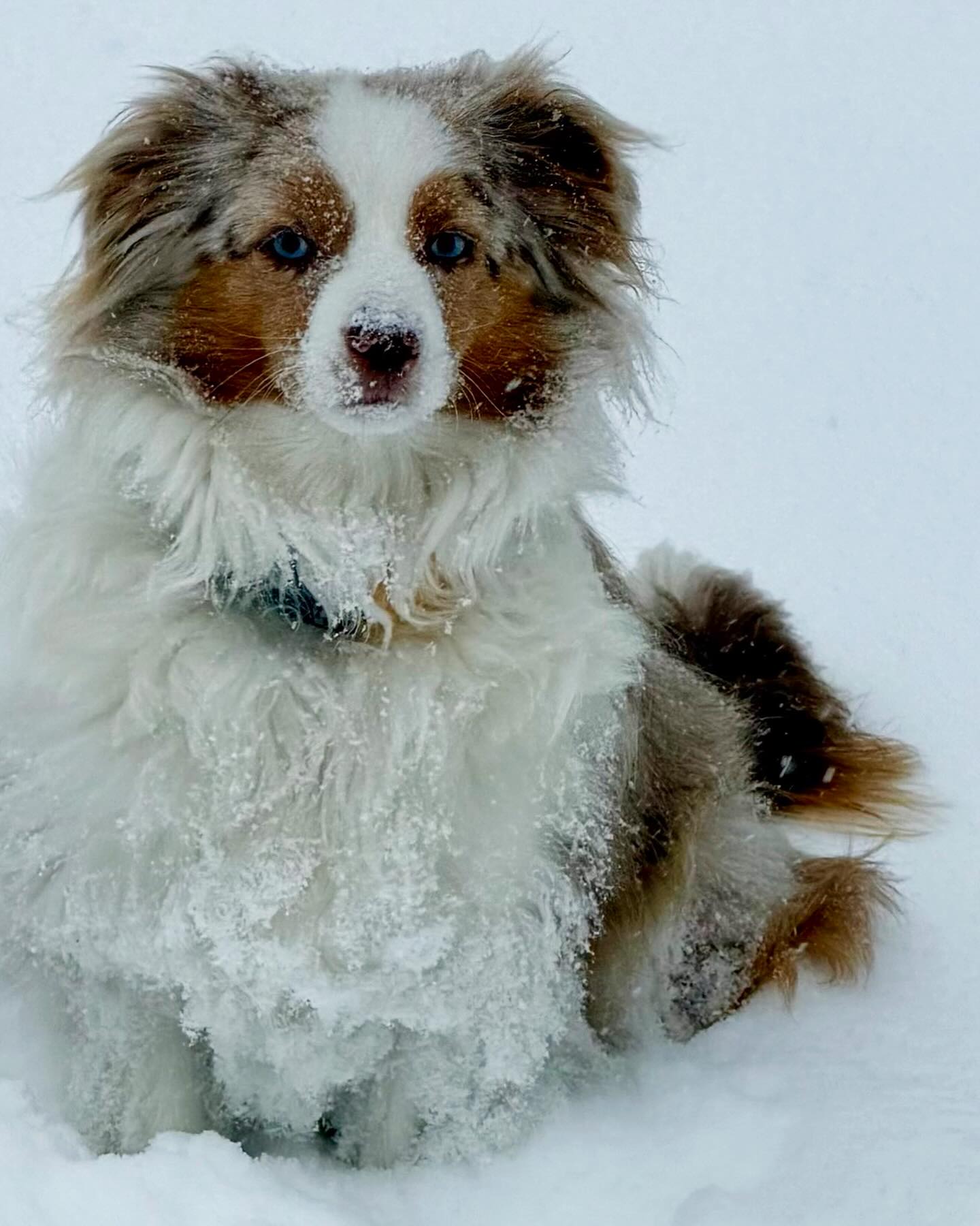 No off-season for Aussies 🐾❄️😂 Lil Miss Ruby Roux on snow patrol ❄️
..
.
#dogmomlife #toyaussiesofinstagram #redmerleaussiepuppy #snowpuppy