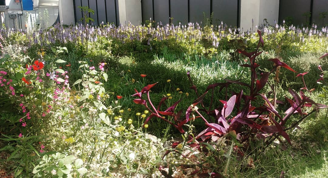 my first spring
#greenroof, #בנייןצומח, #bldveg, #גגירוק, #oikosteges, #גגצומח, #israel, #בנייהירוקה, #greenroofs, #blueroof, #גגכחול, #microsoft, #גגותירוקים